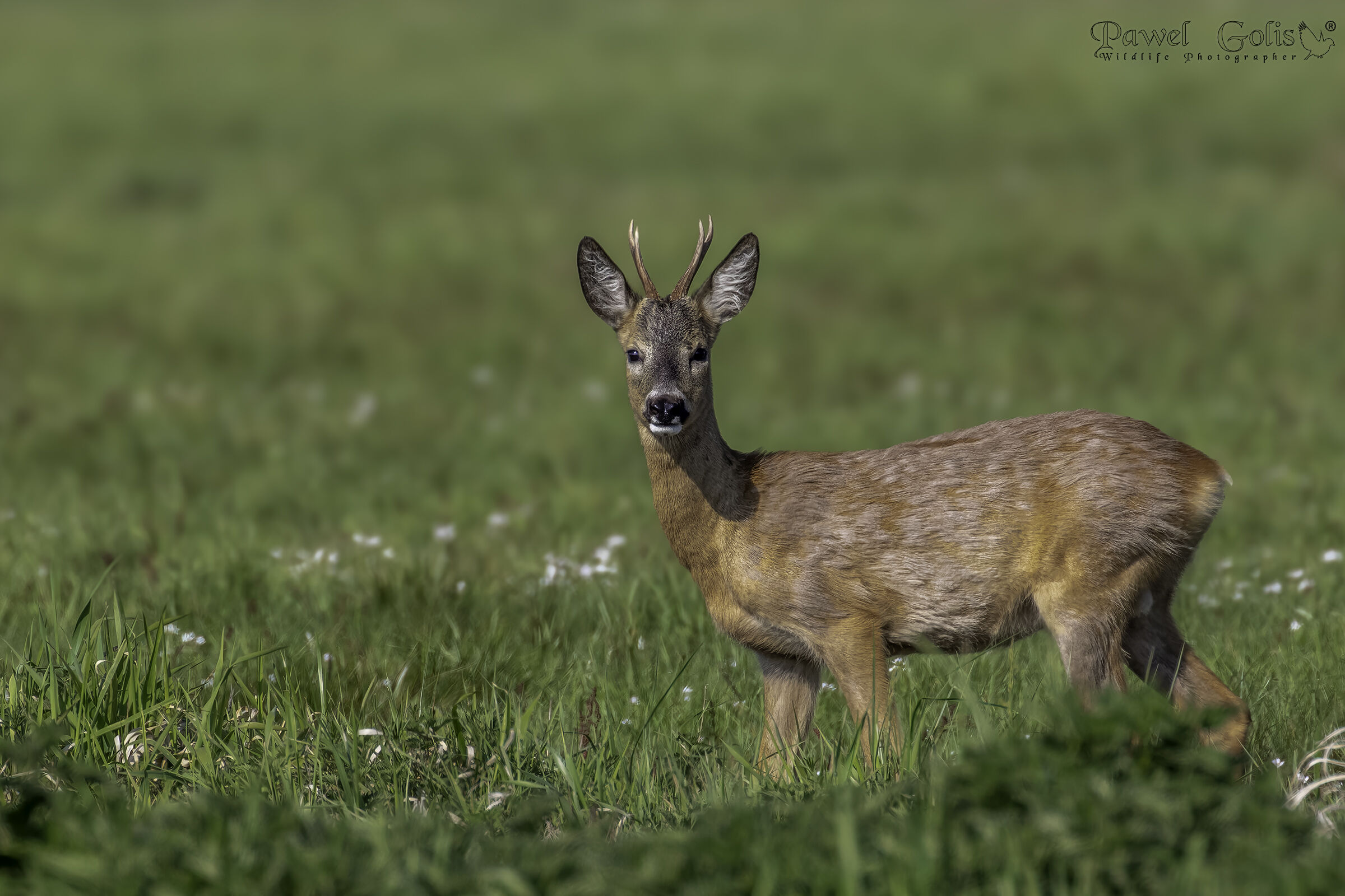 Capriolo (Capreolus capreolus)