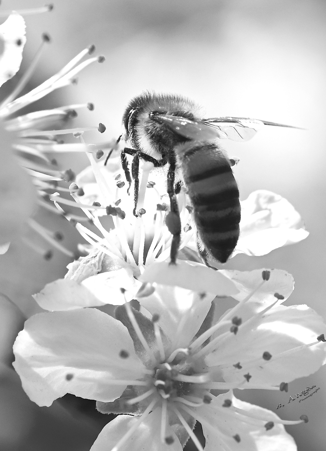 " Ape su fiori di susino (versione B/N)