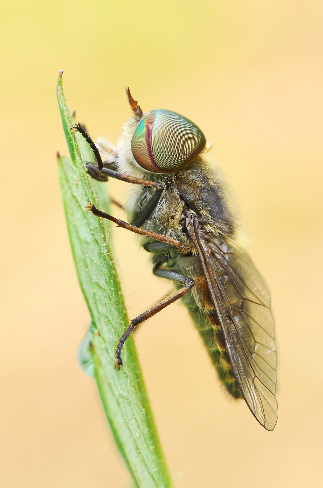 Tabanidae