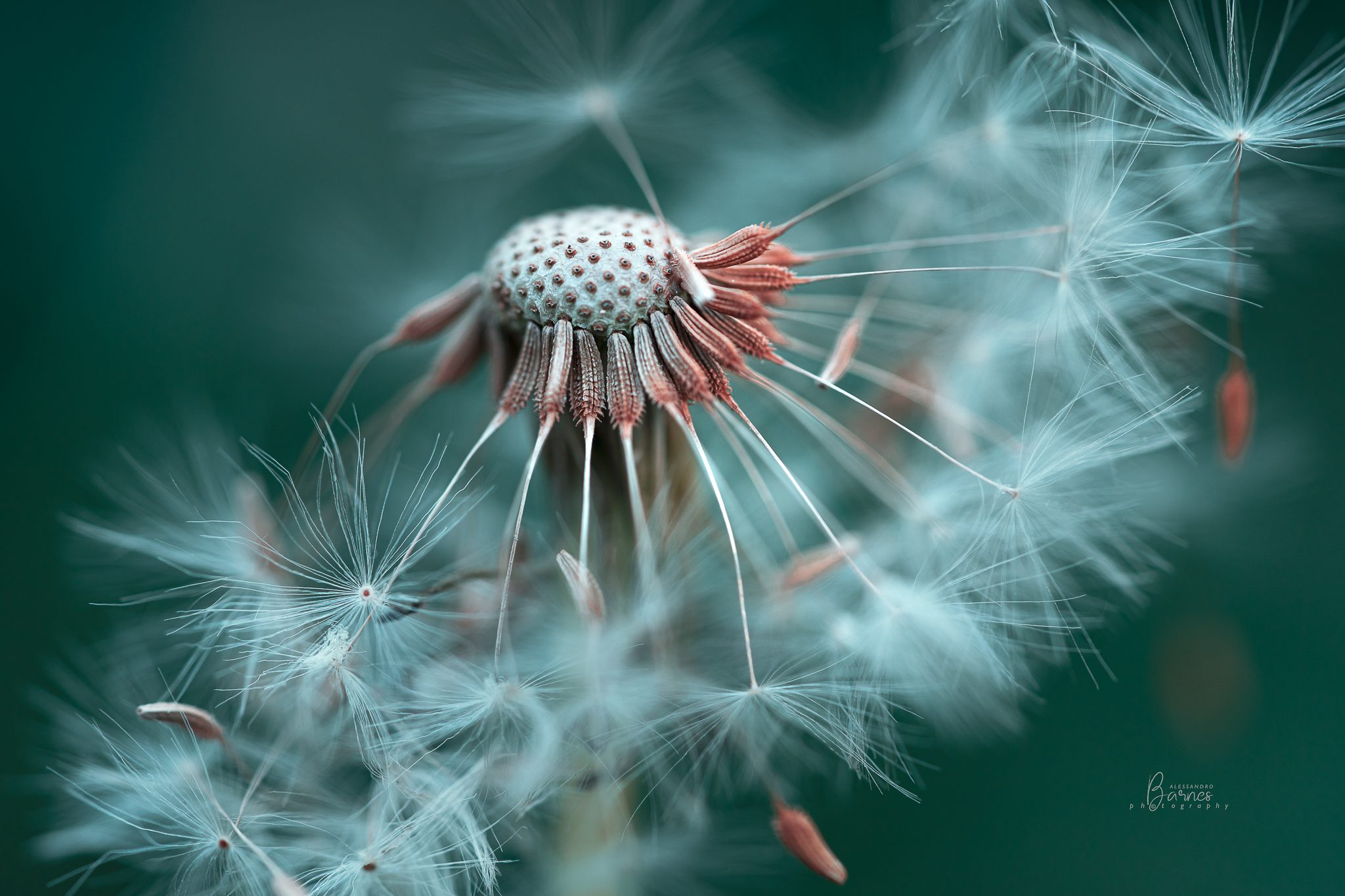 Tarassaco o soffione