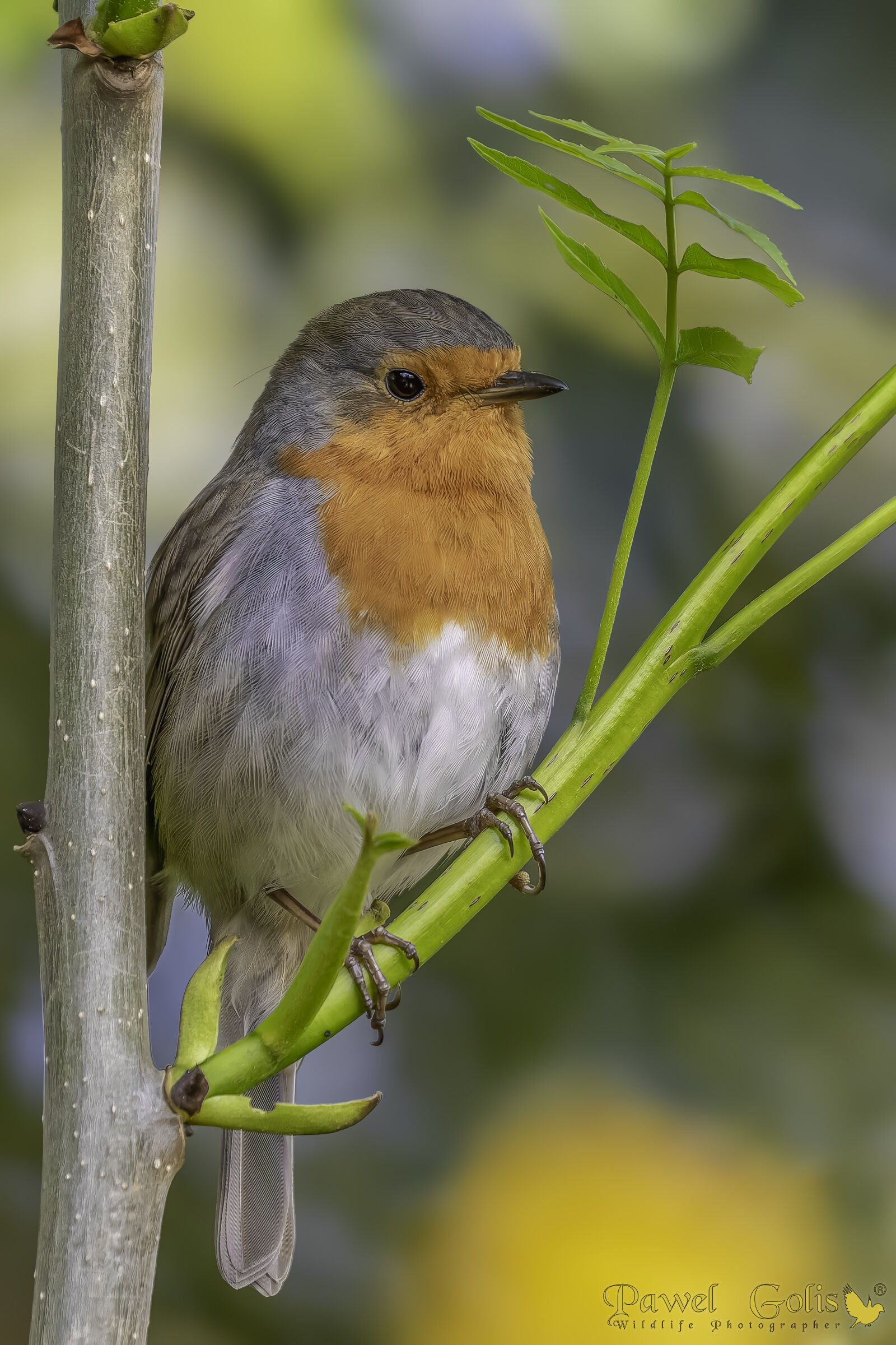 Pettirosso europeo (Erithacus rubecula)