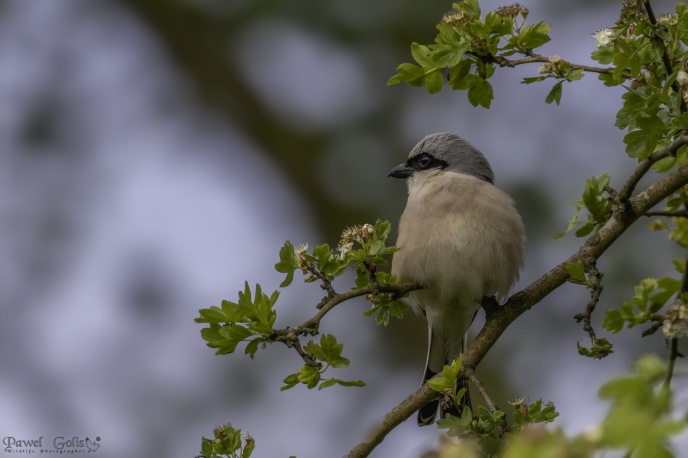 Averla piccola (Lanius collurio)