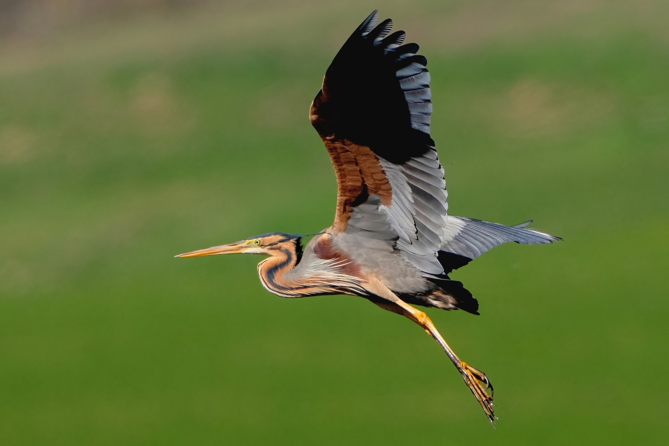Purple Heron (Ardea purpurea)