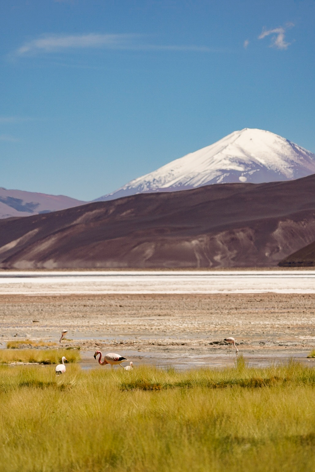 Flamingos at 4000m