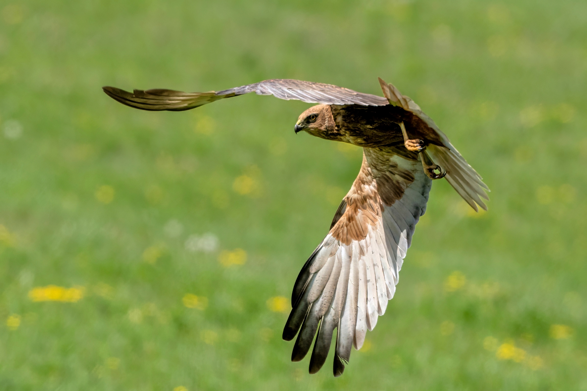 Falco di palude (Circus aeruginosus)