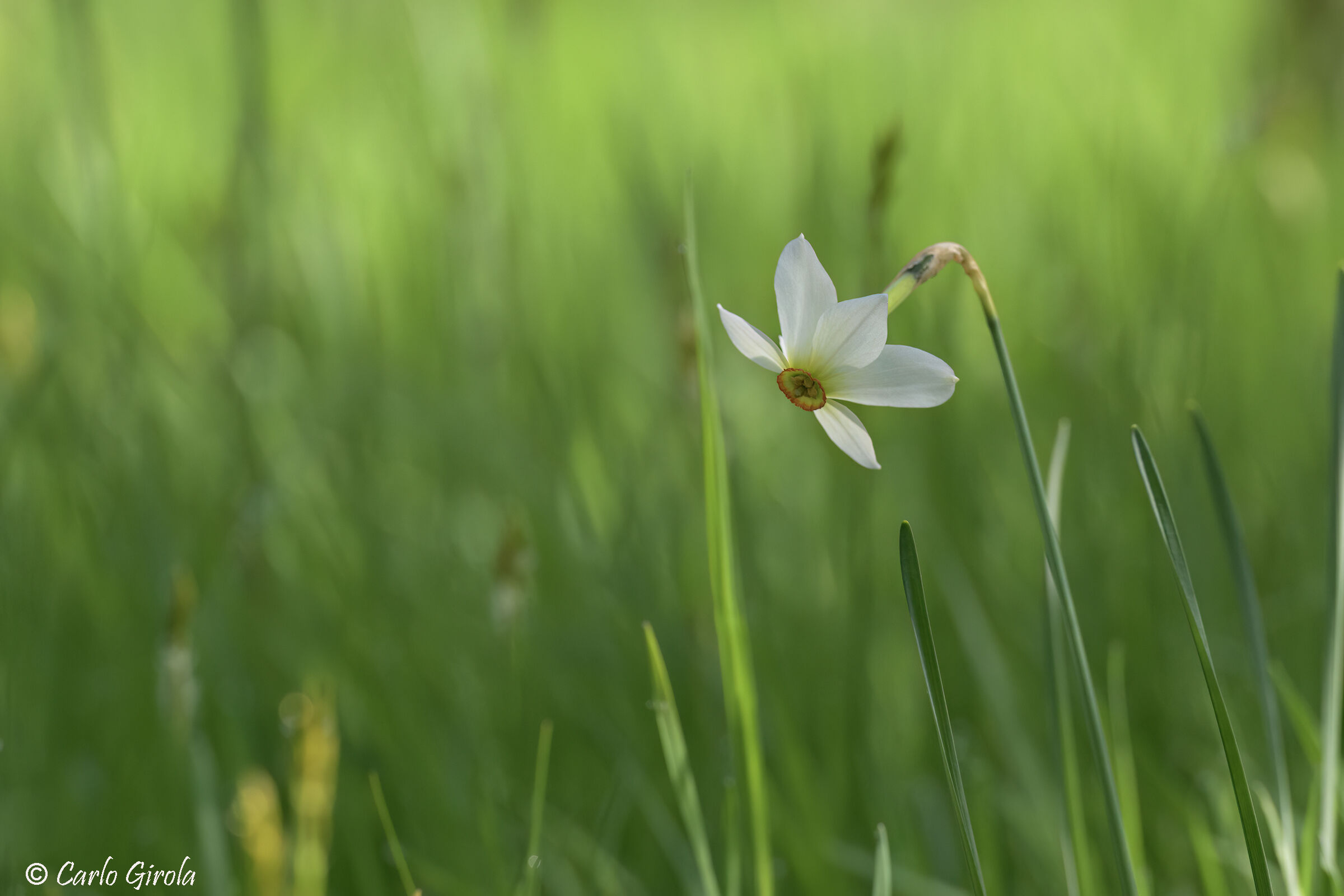 Dal Ticino, Narciso dei poeti (Narcissus poeticus)