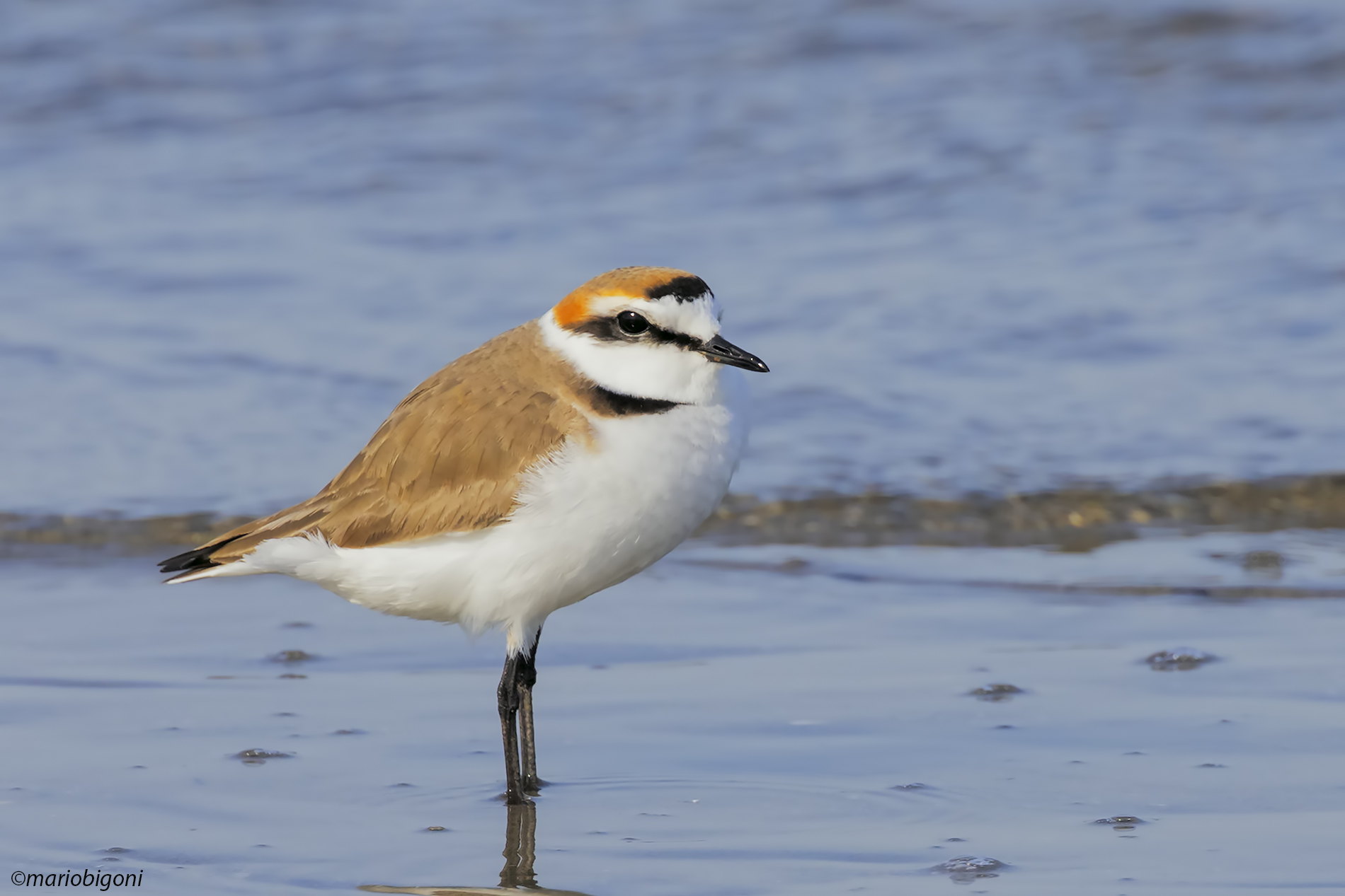 Male Plover