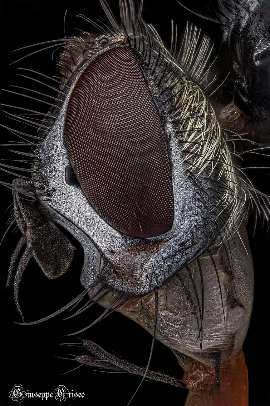 Diptera
