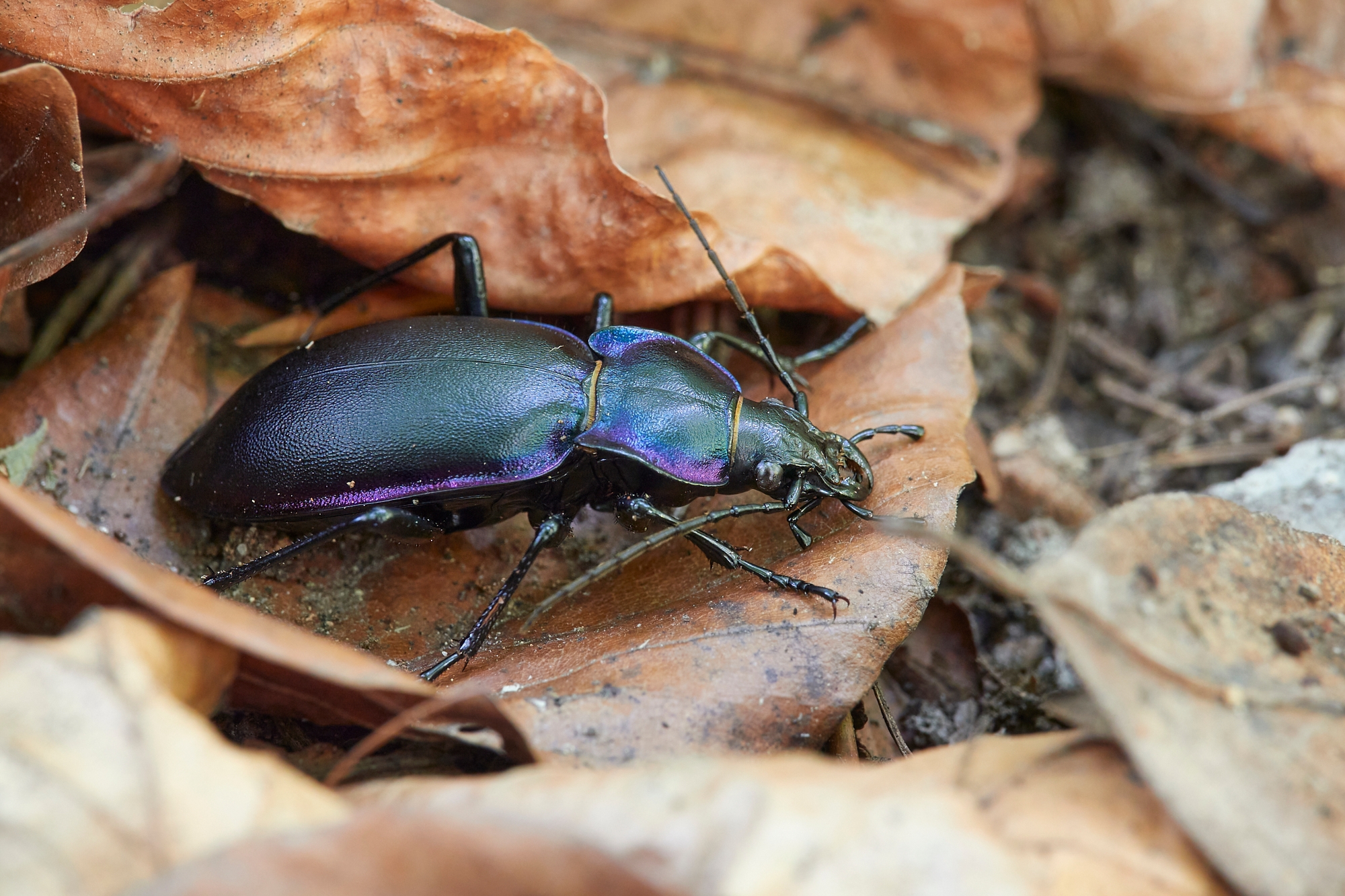 Carabus violaceus - femmina