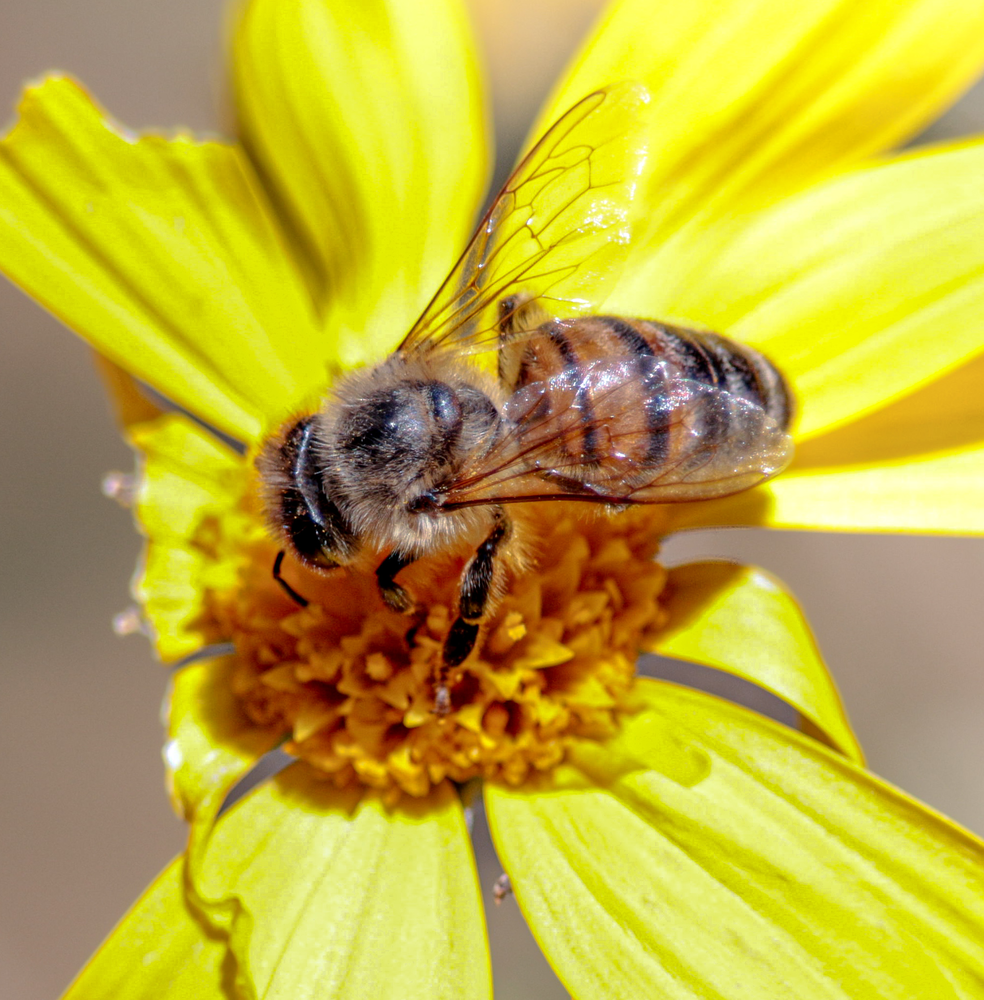 Bee on flower