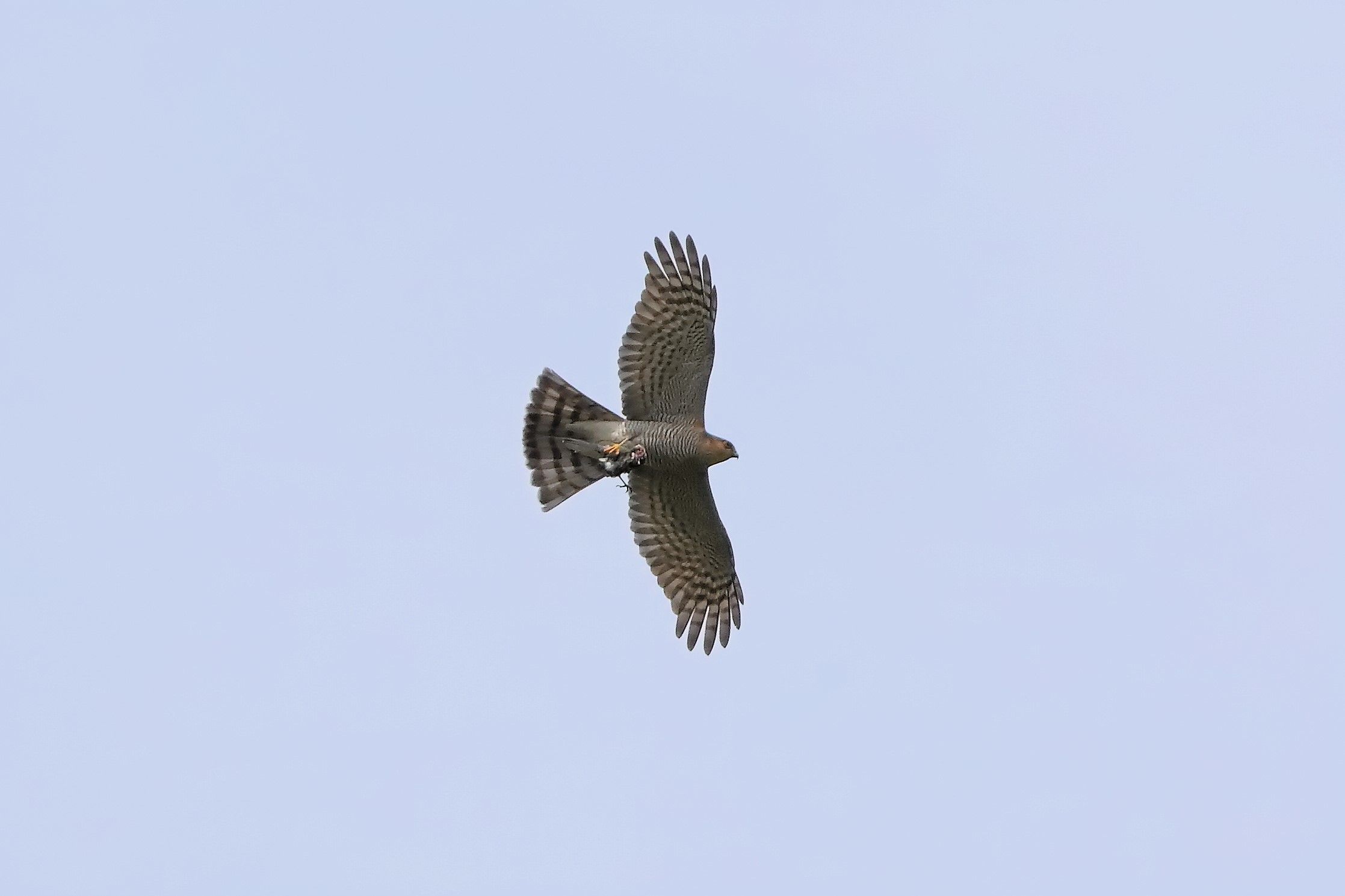 Sparrowhawk April 2024 - 0050