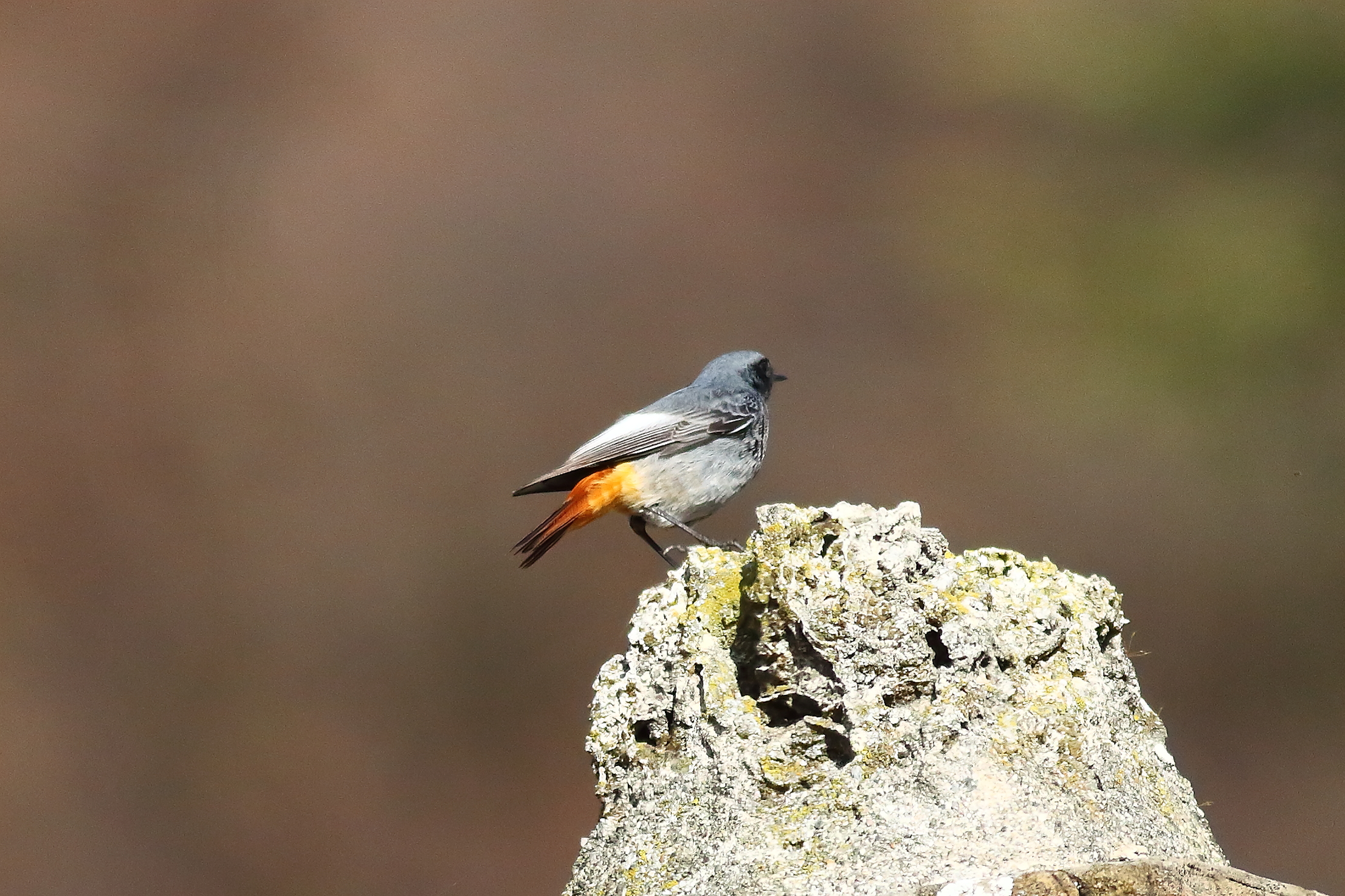 Redstart M 29 January 2024 - 6318
