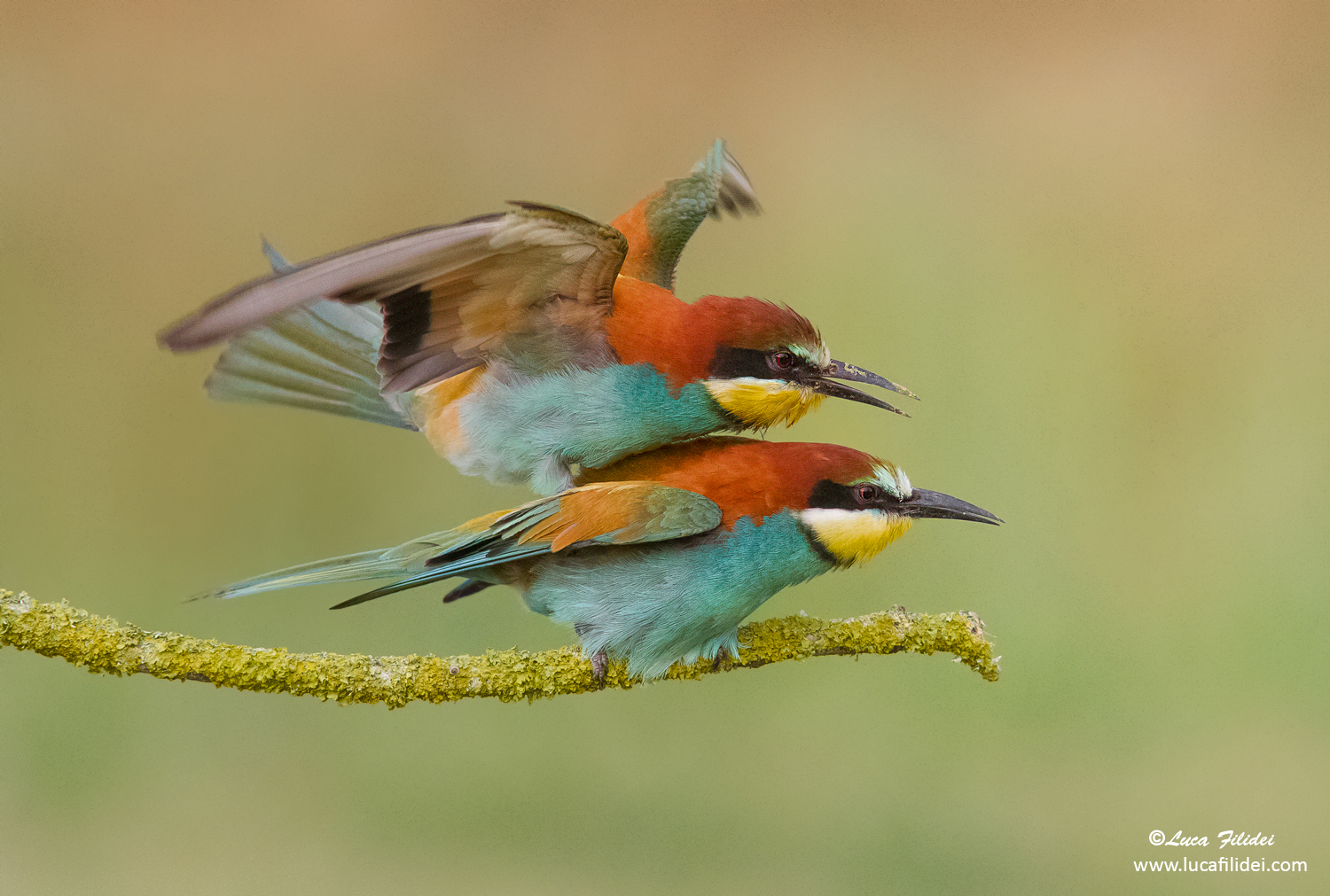 Bee-eaters in coupling
