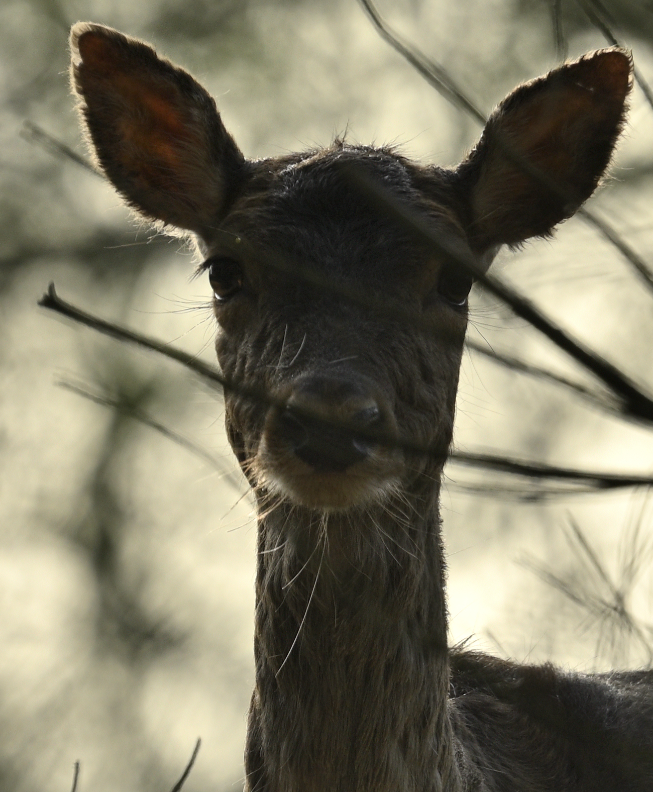 deer