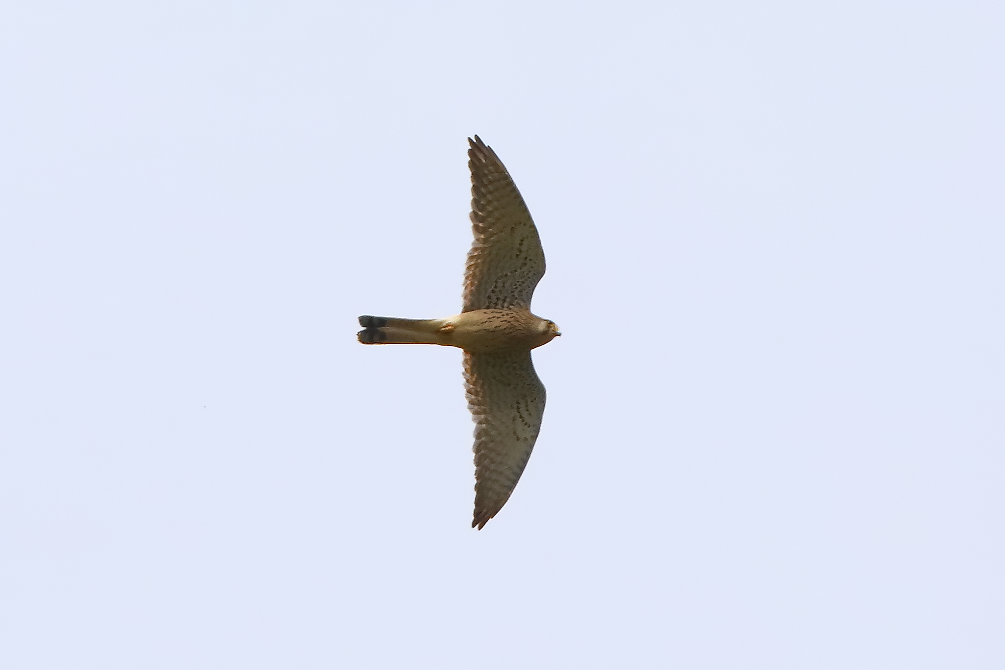 Kestrel April 2024 - 0136