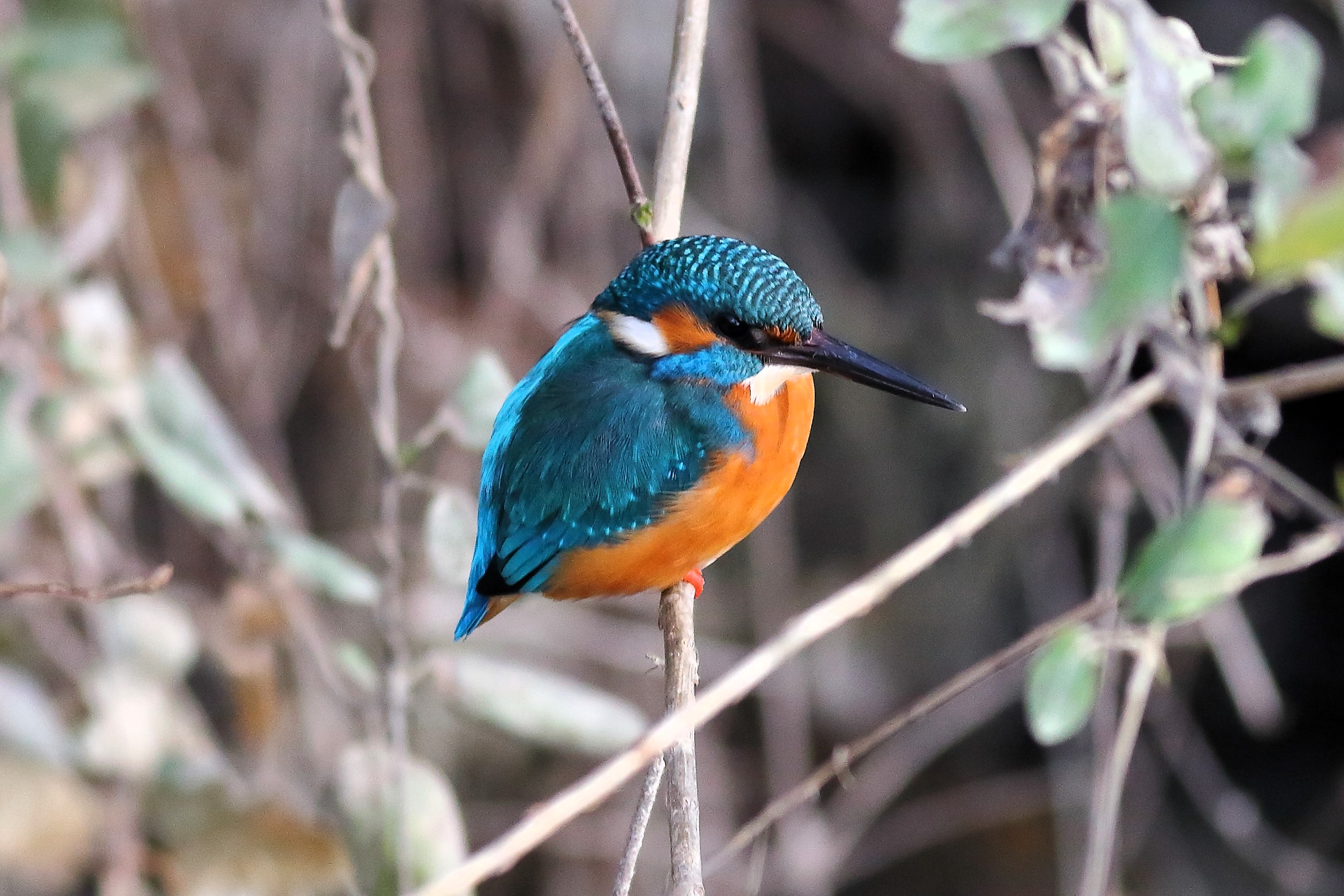 Kingfisher 30-01-2024 - 6356