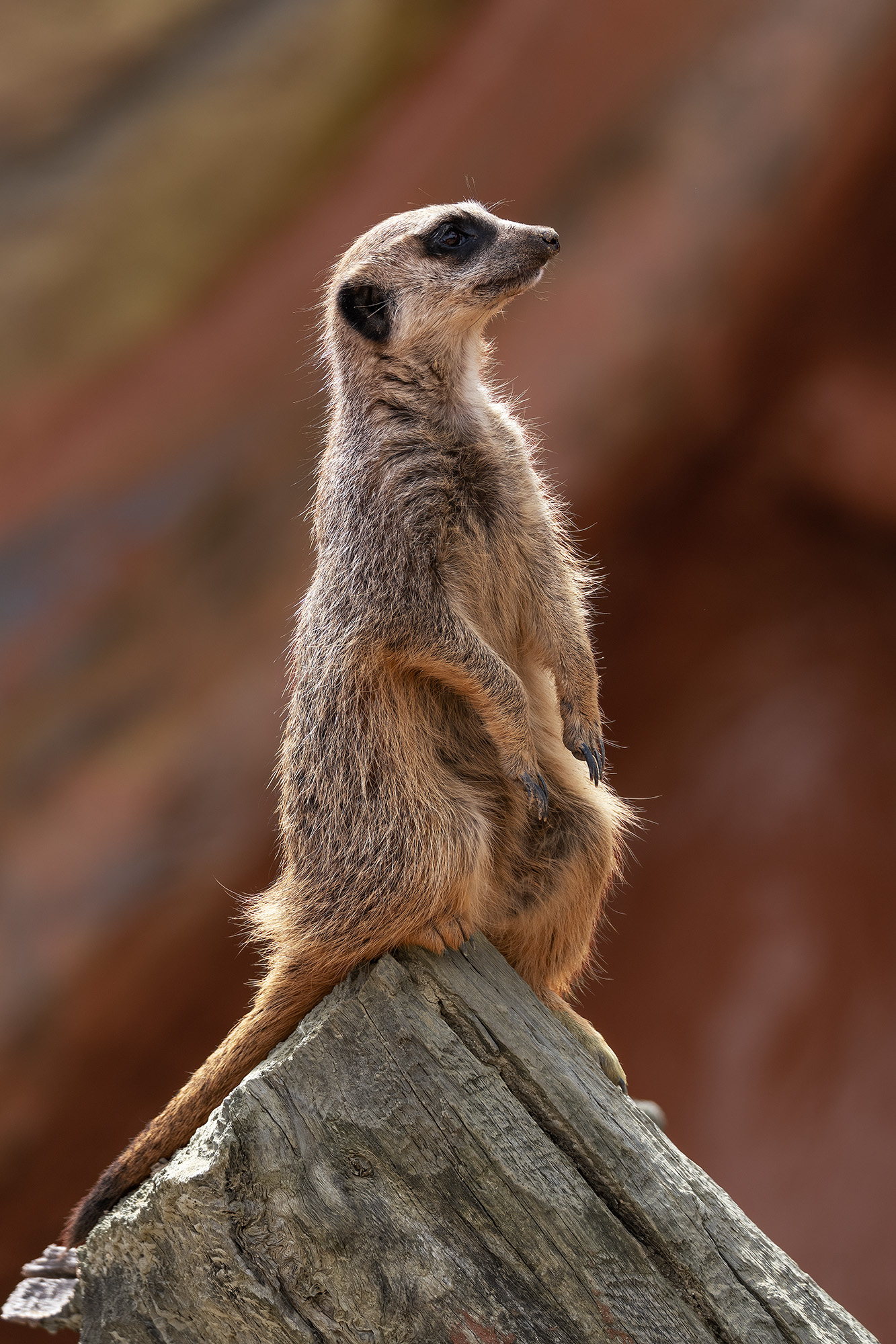 Meerkat