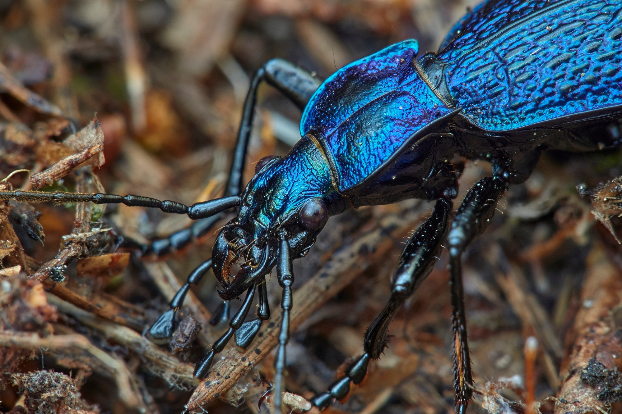 Carabus intricatus- maschio