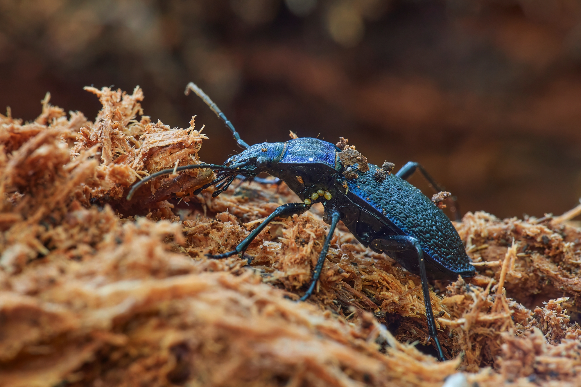 Carabus intricatus - femmina