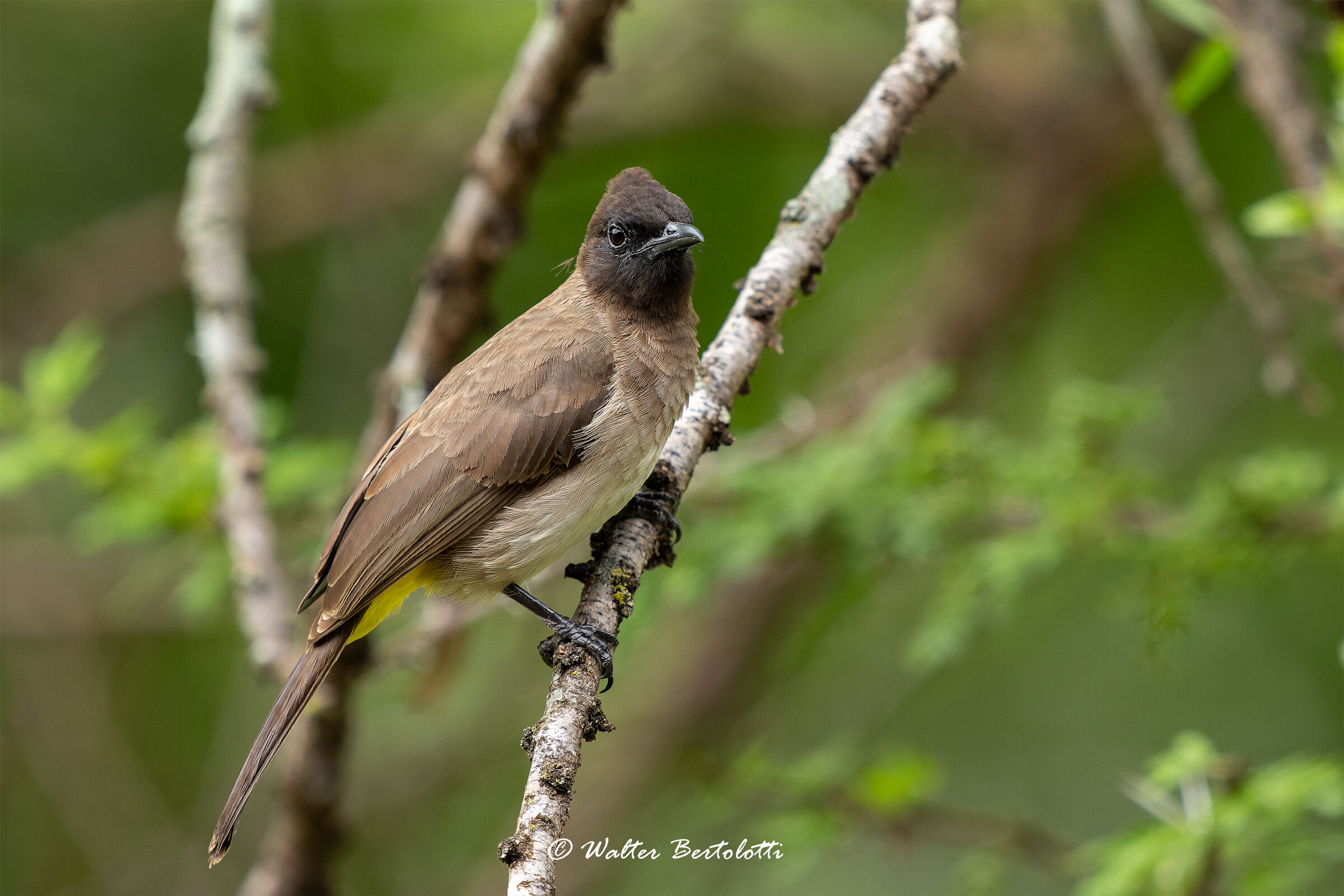 bulbul golanera