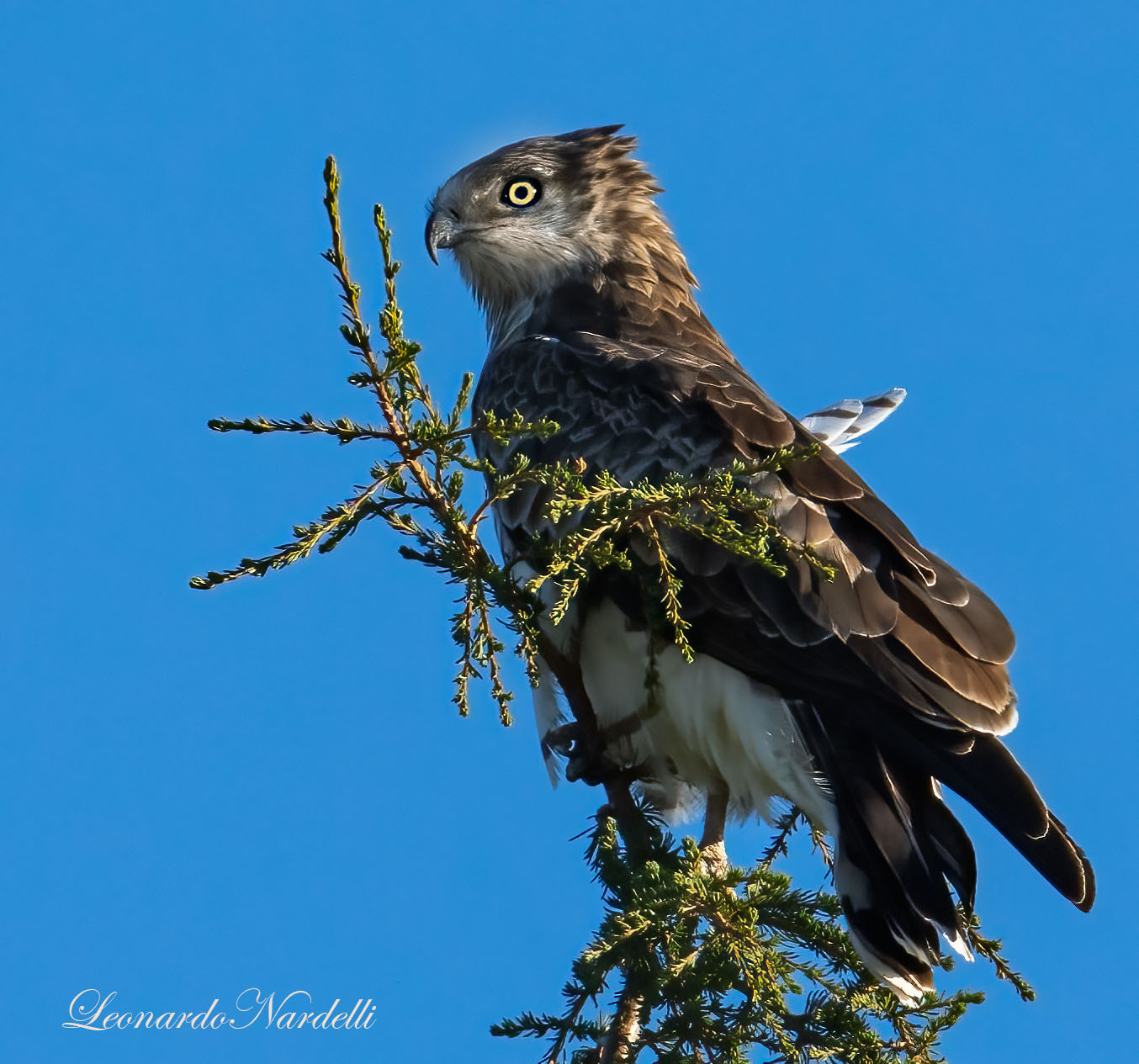 Harrier eagle
