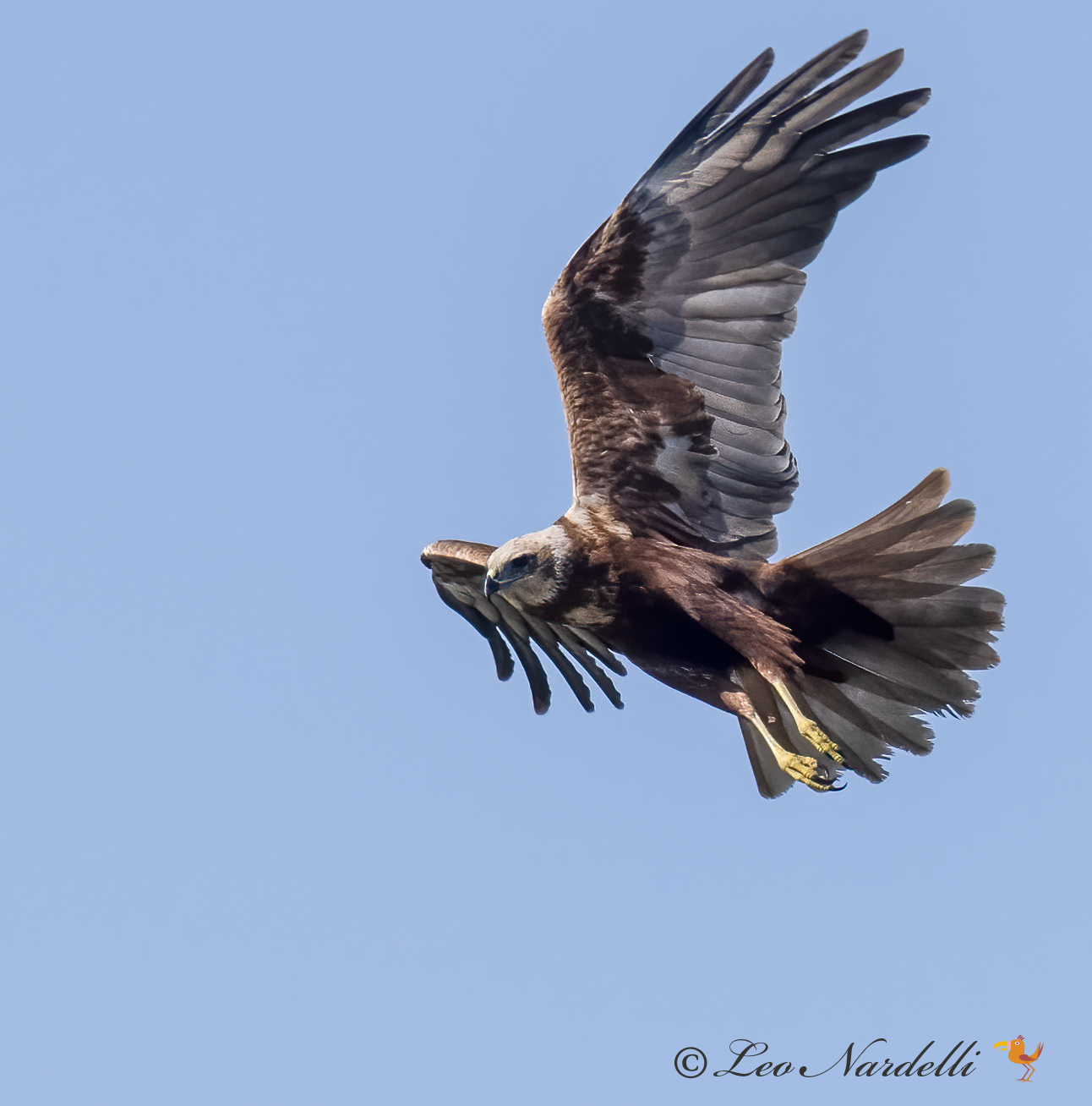 Marsh Harrier