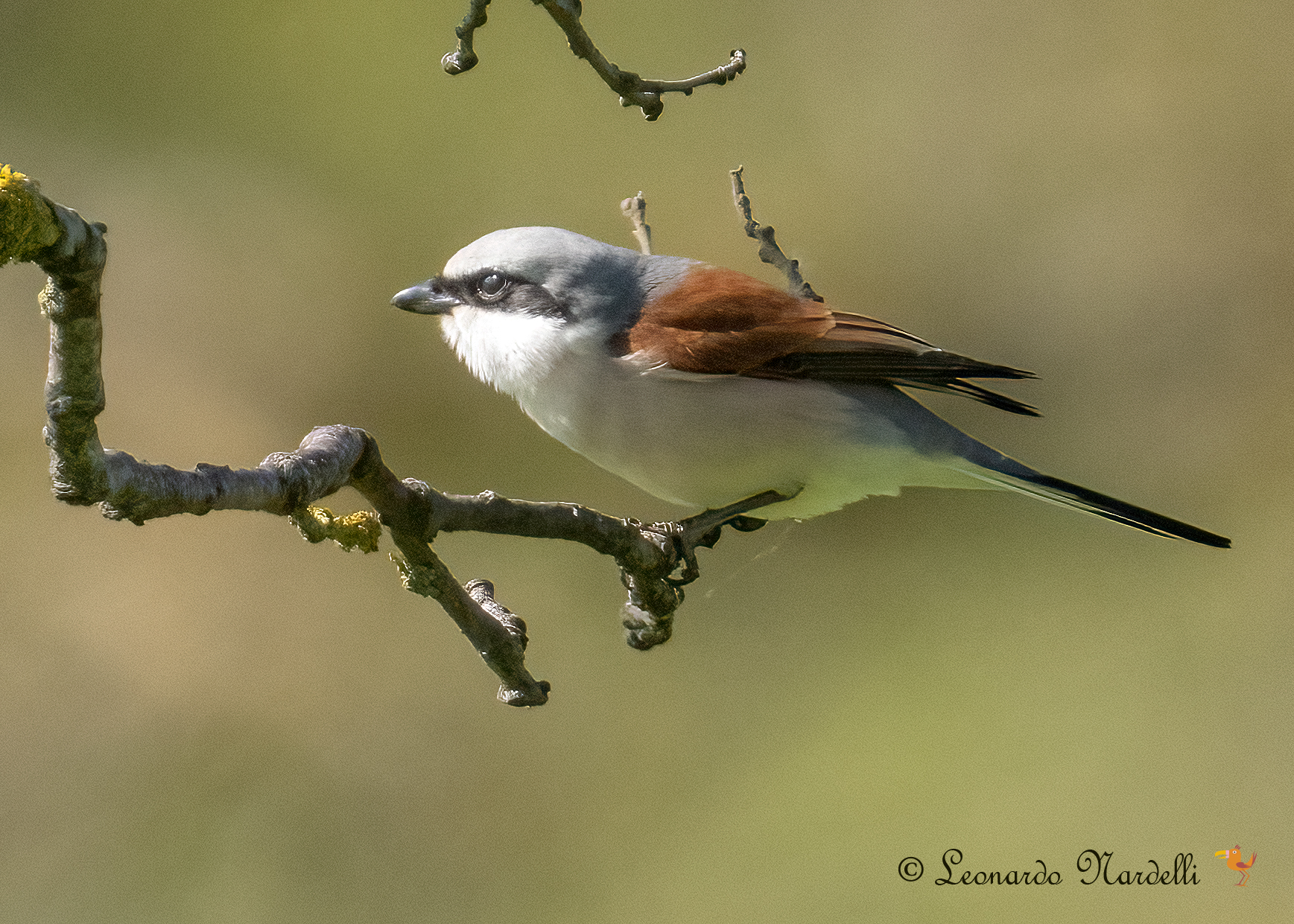 Male Little Shrike