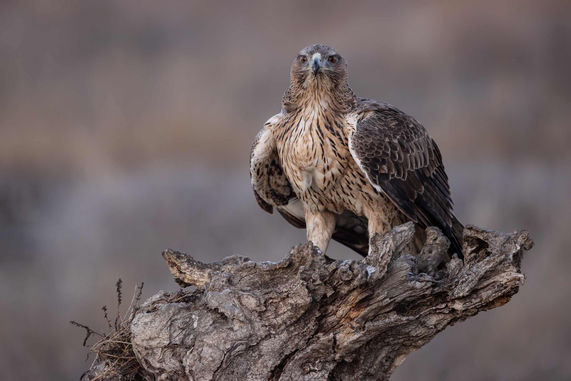 Bonelli