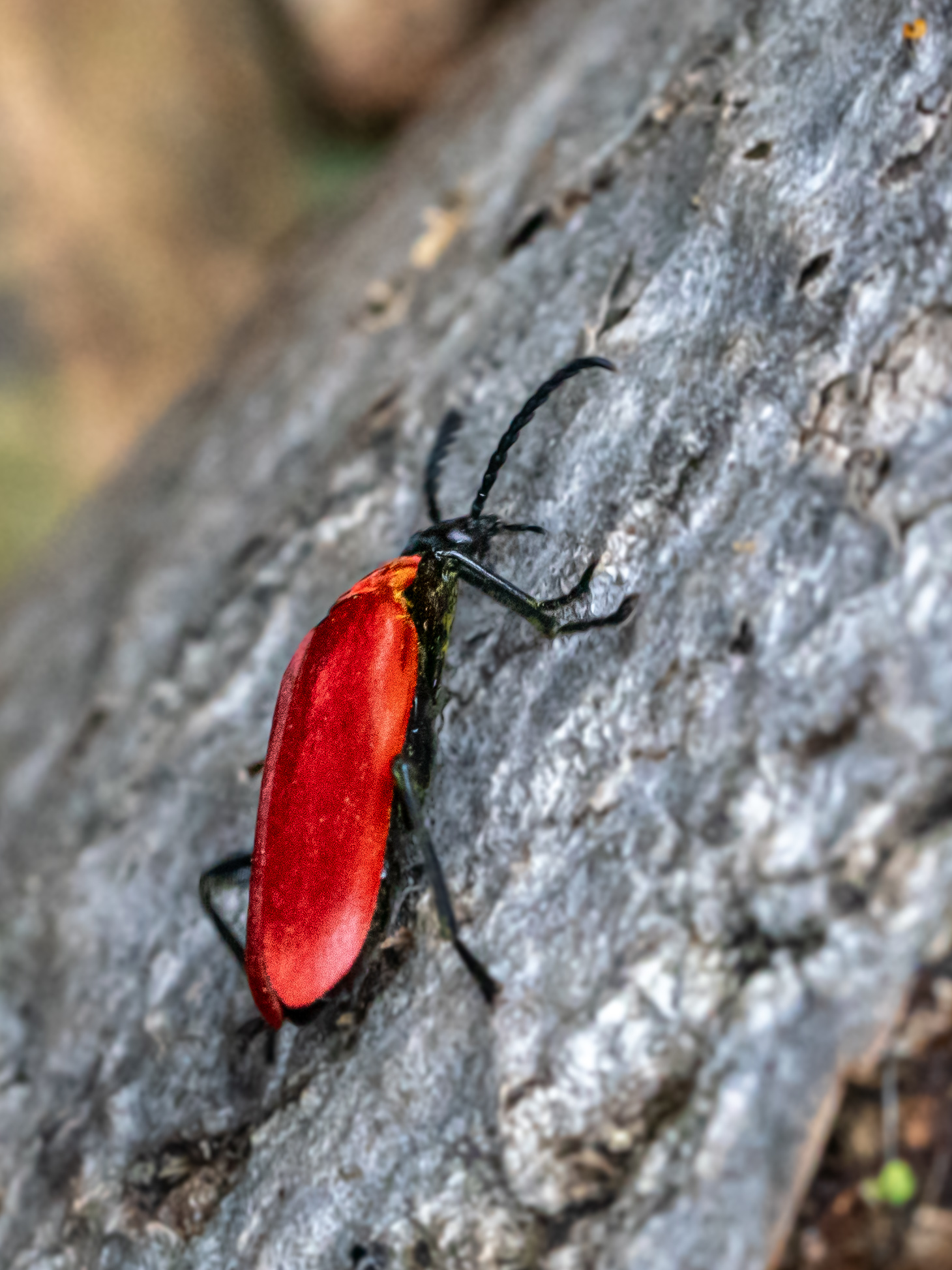 Pytochroa coccinea