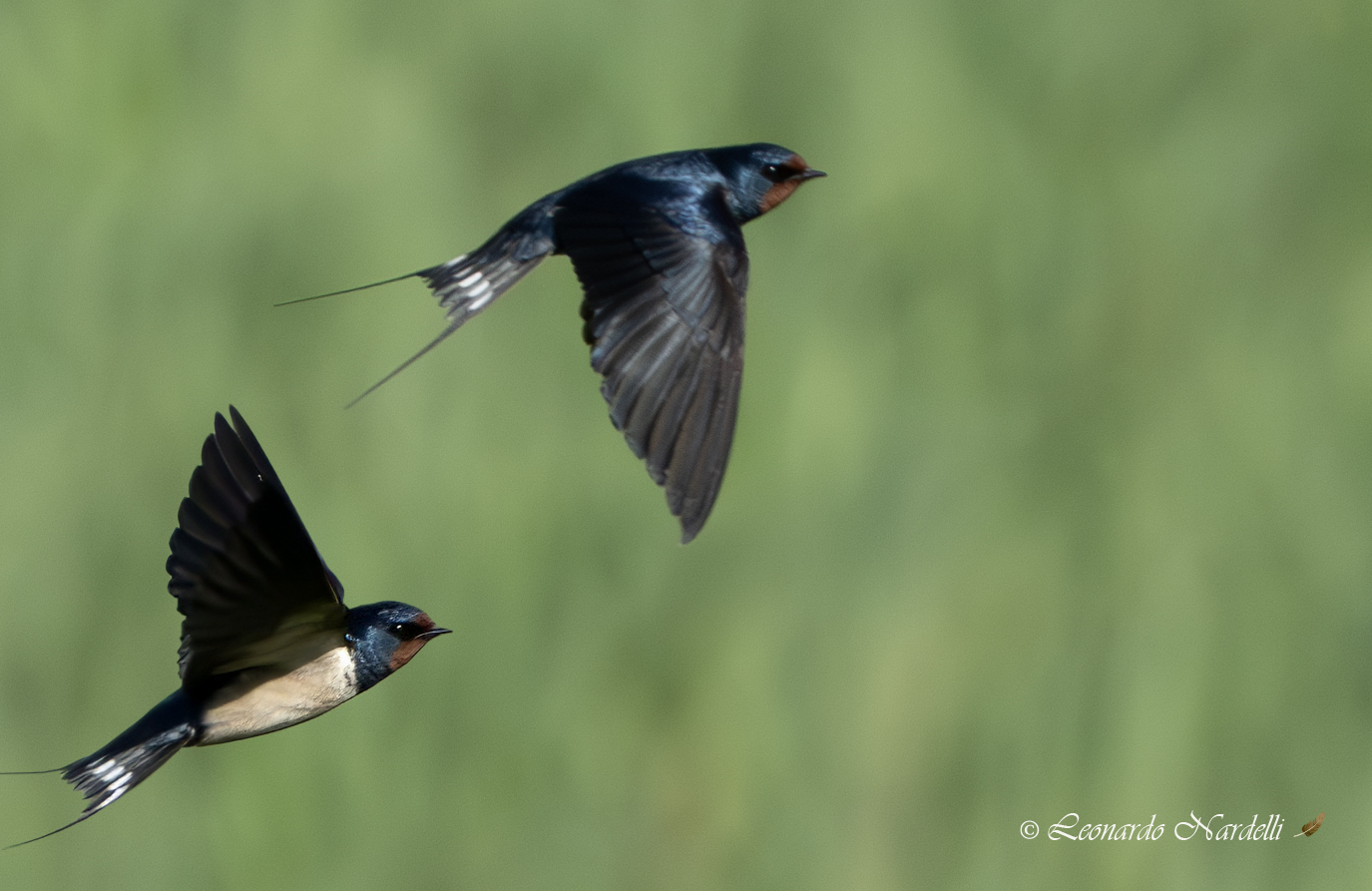 Swallows