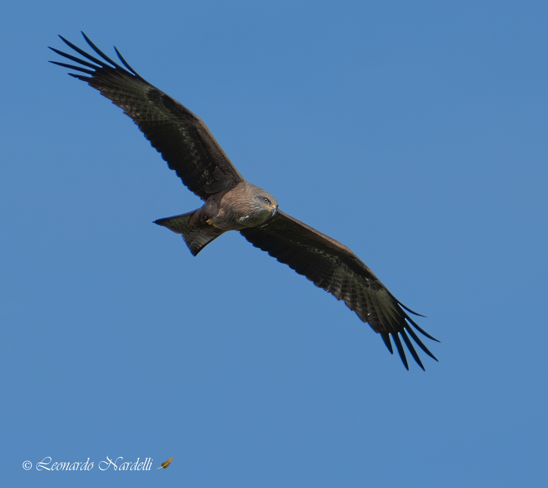 Black kite