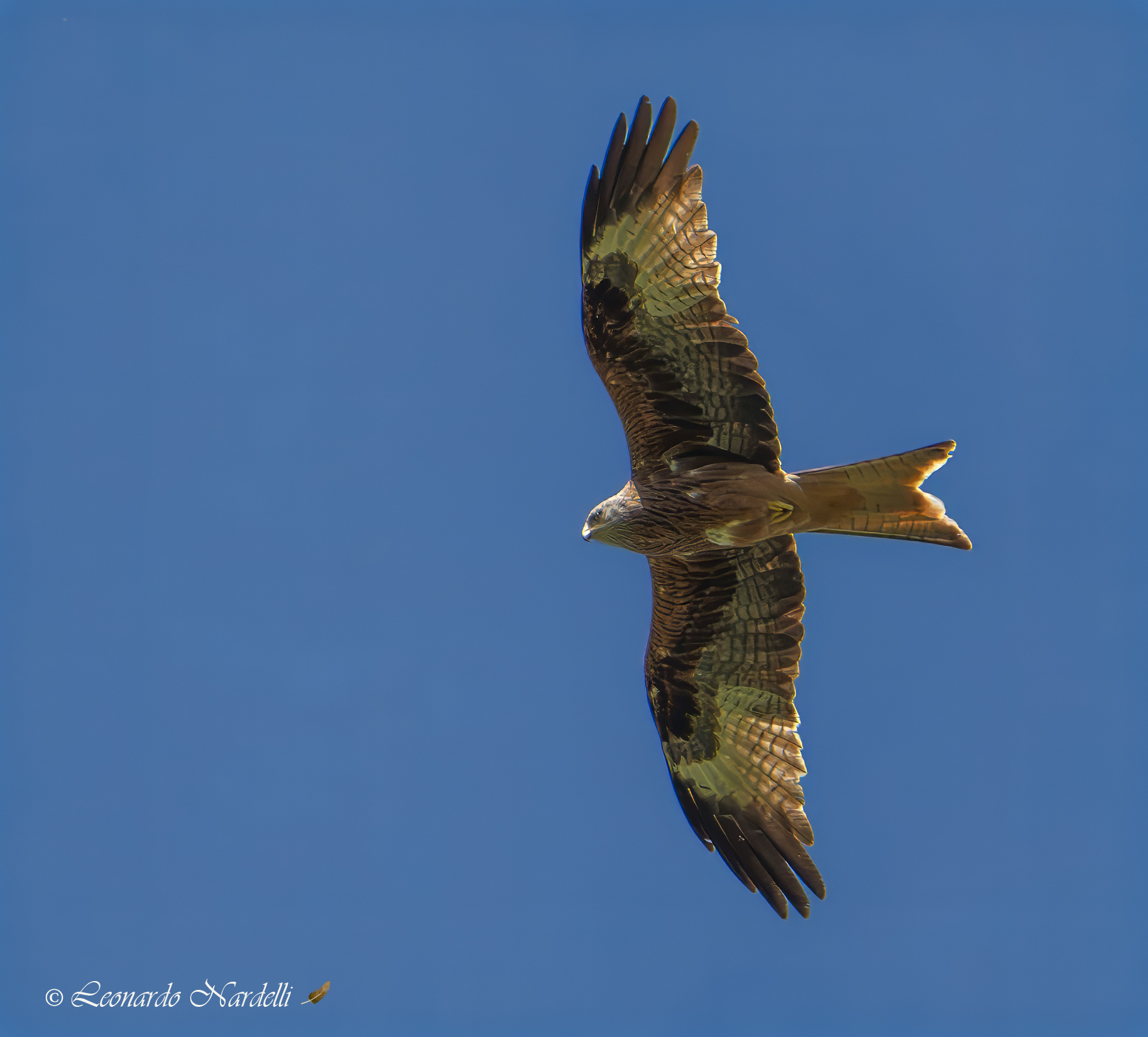 Red kite