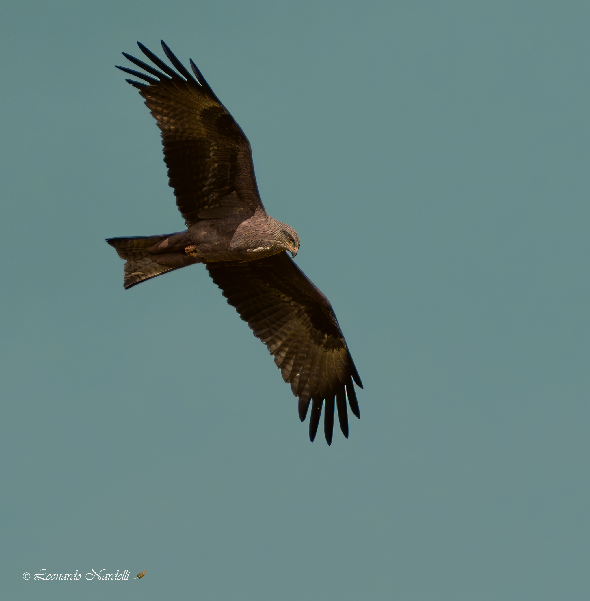 Black kite