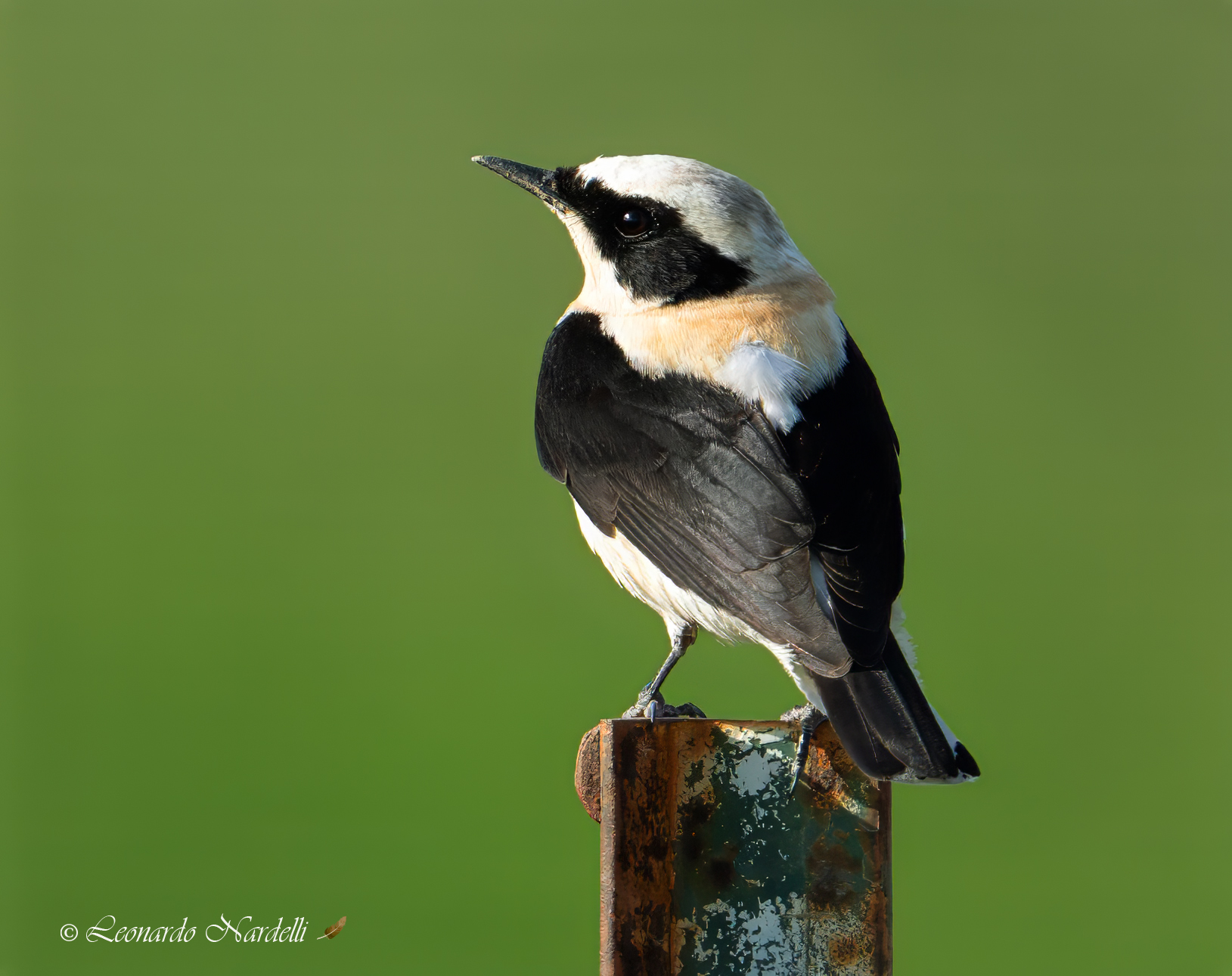 Western Male Monachella