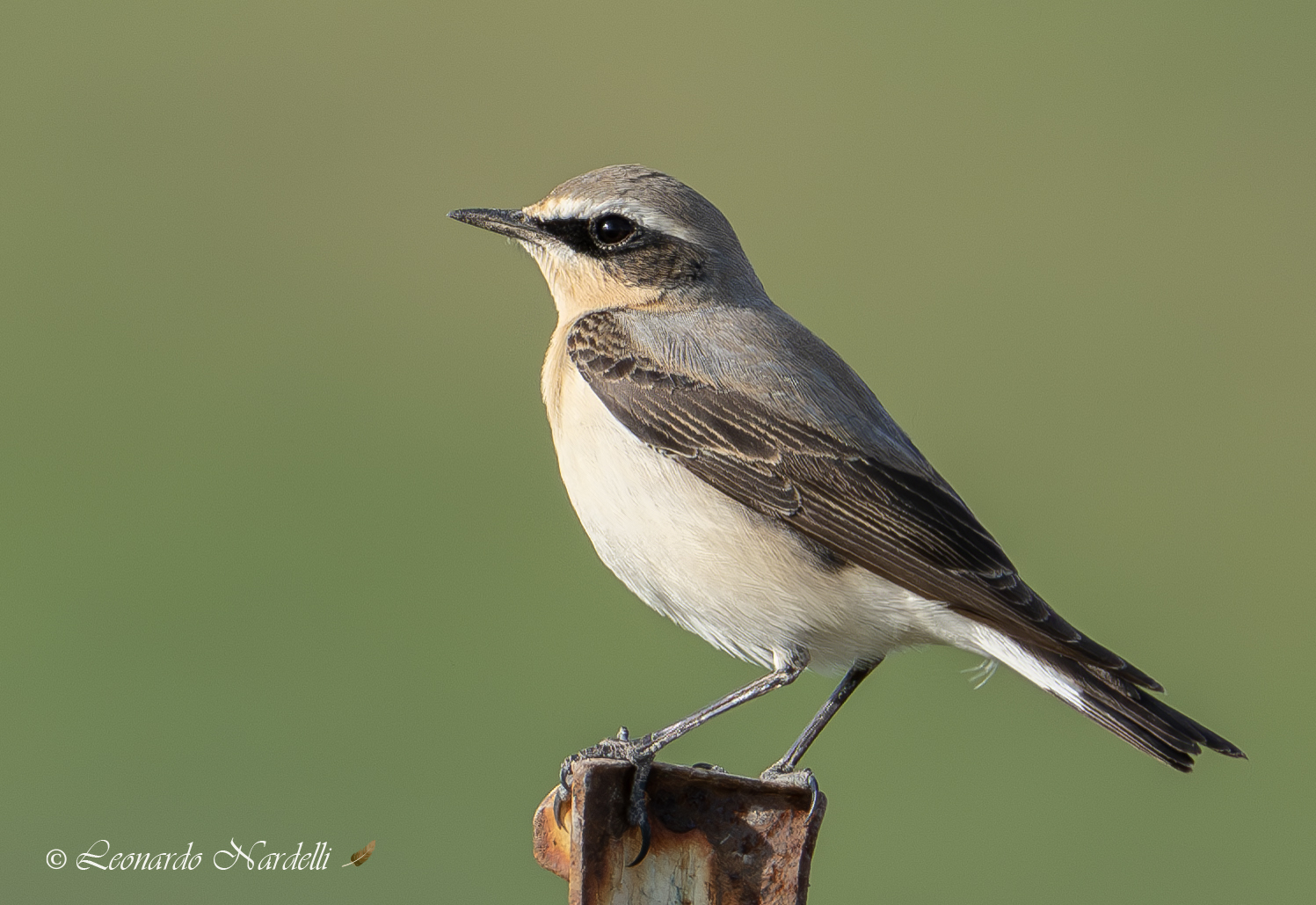 Culbianco Male