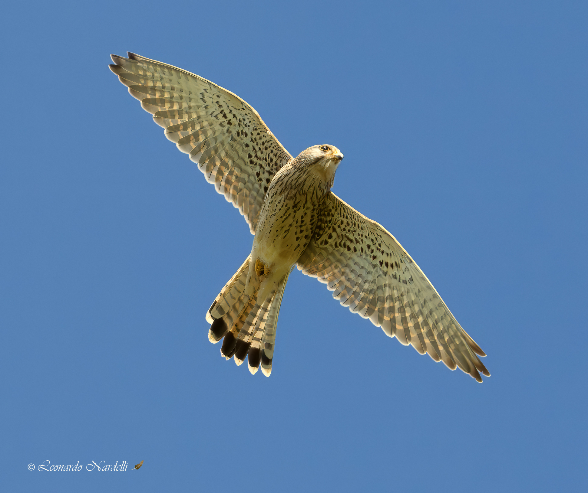 Kestrel