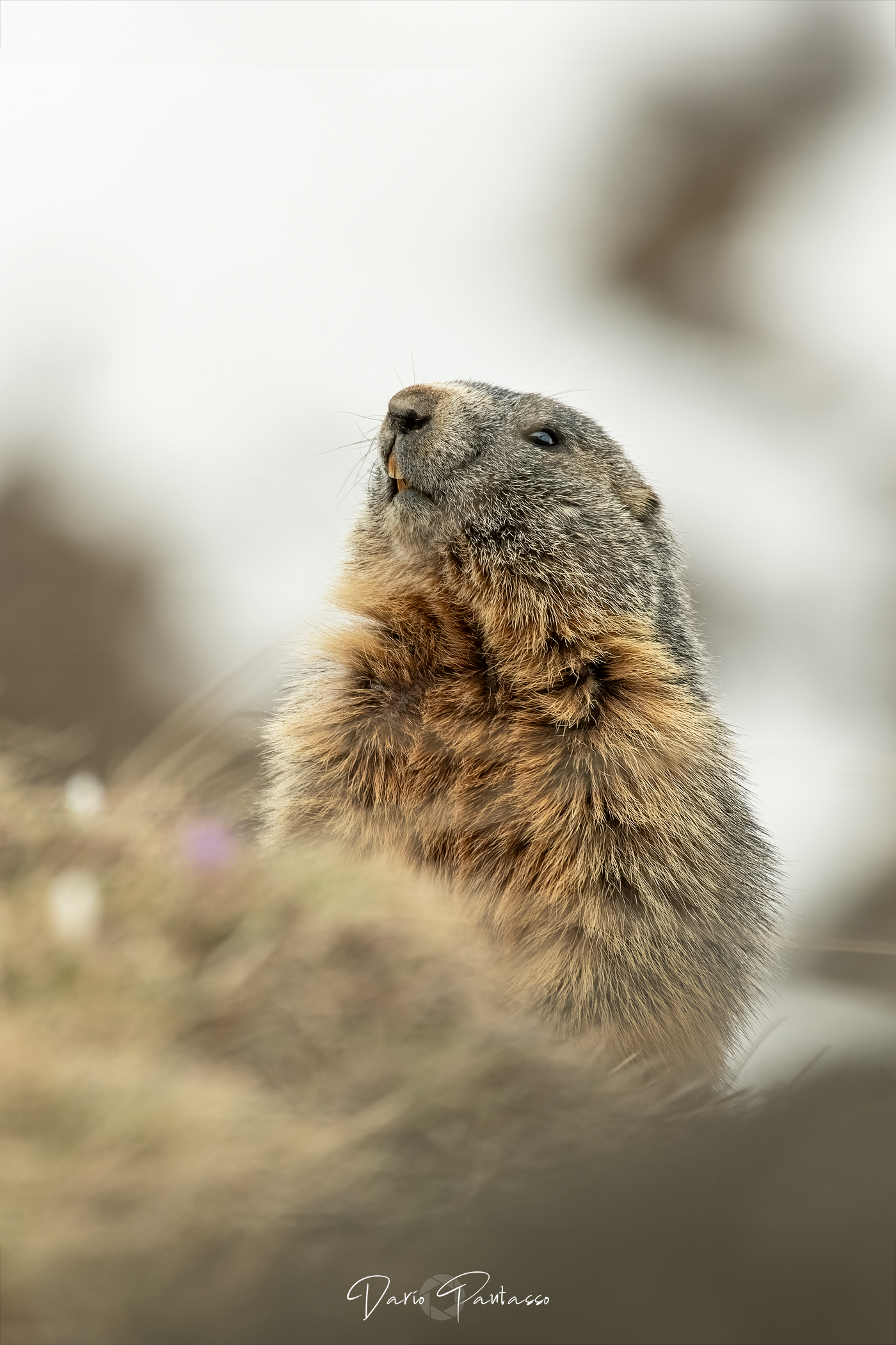 Risvegliandosi tra i crocus