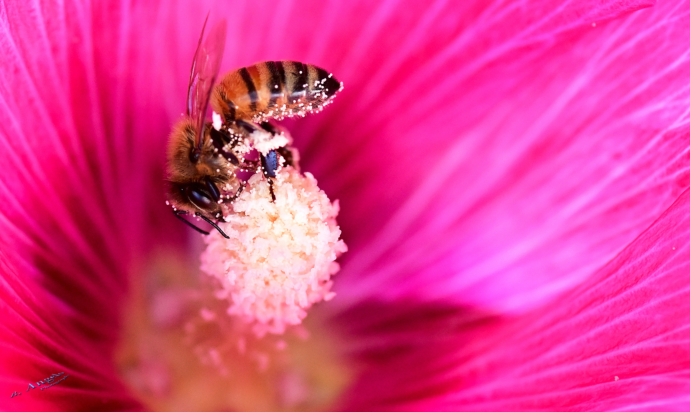 " un tuffo nel profondo rosso "  (Ape mellifera)