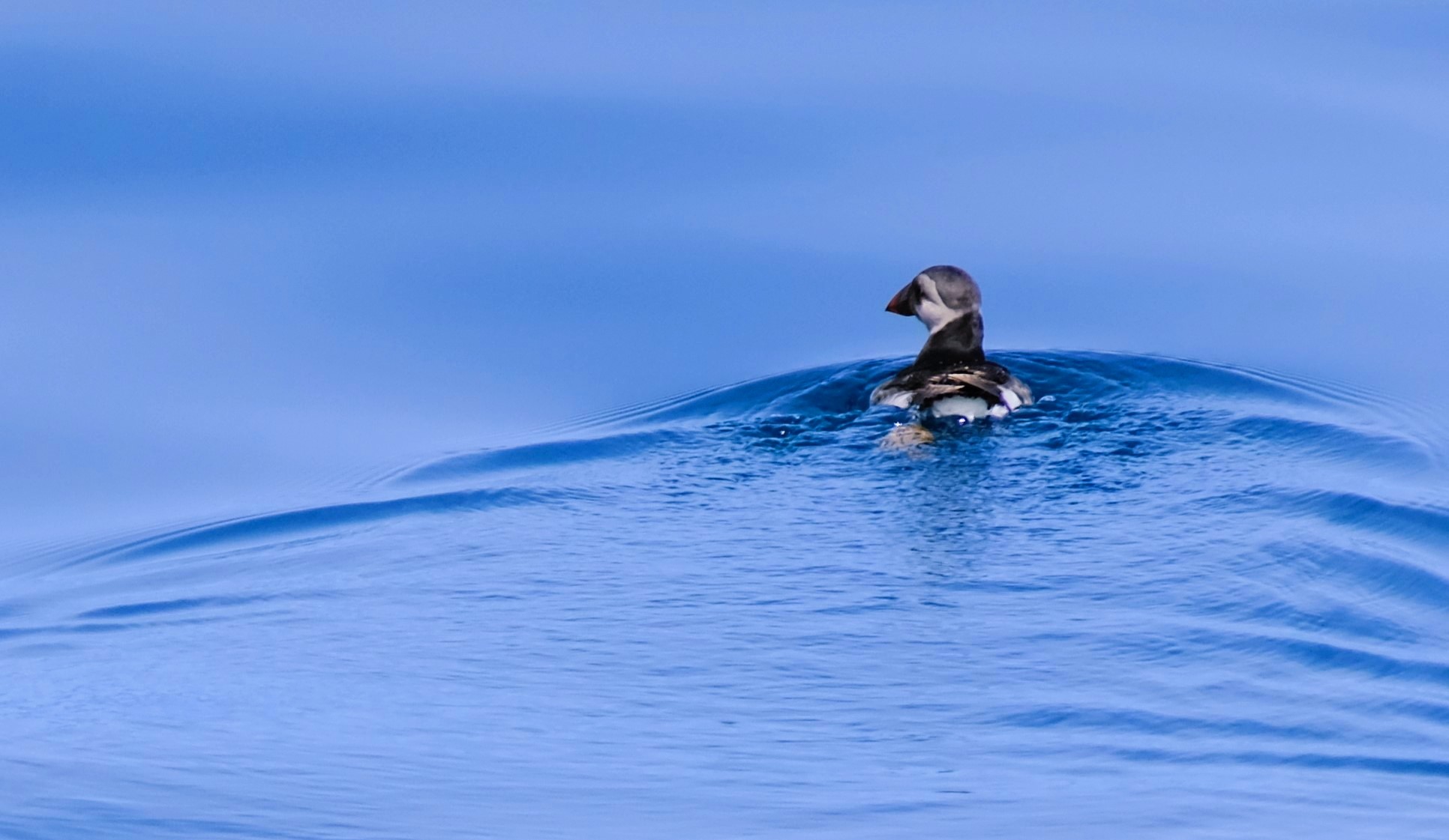 Puffin