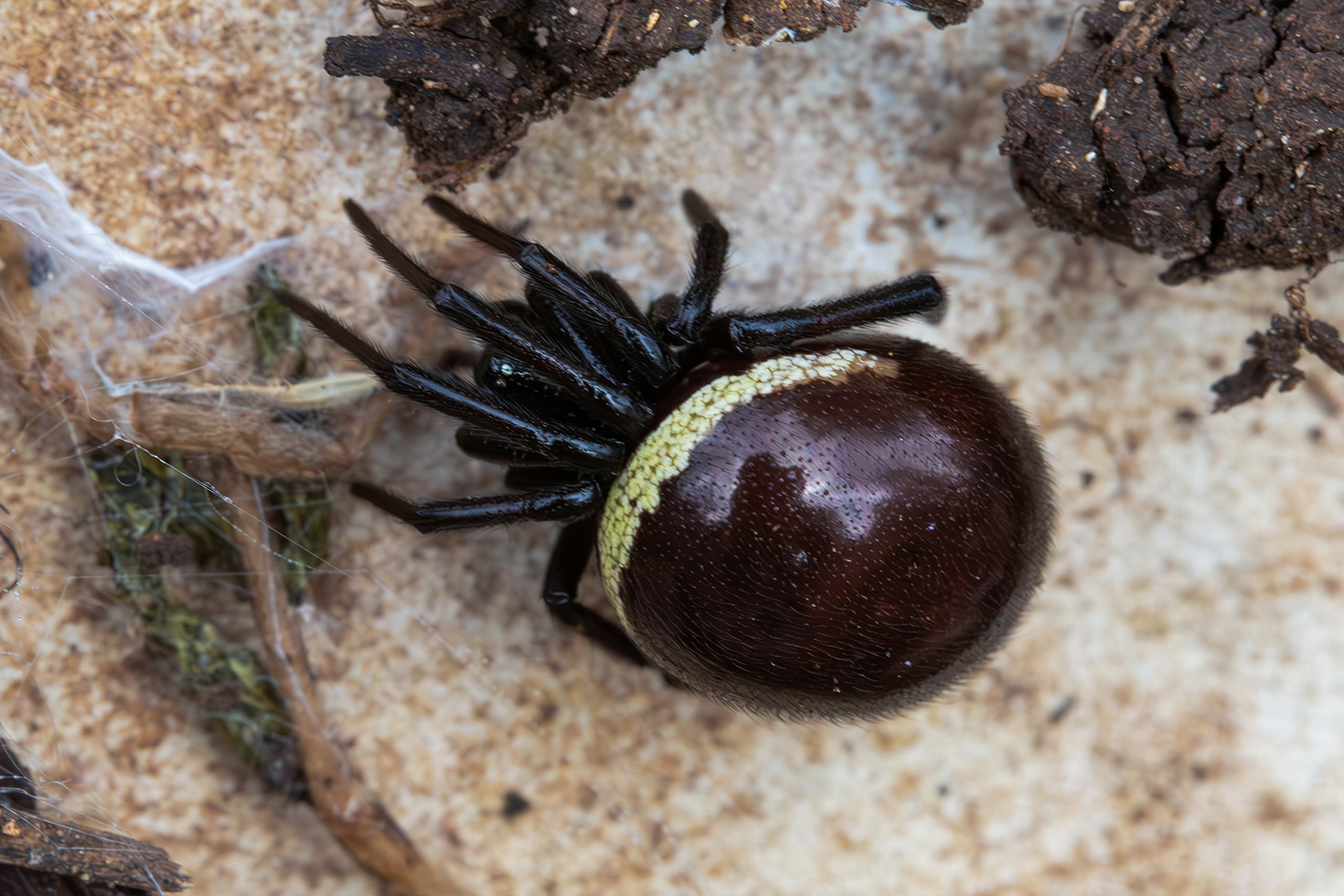 Steatoda paykulliana