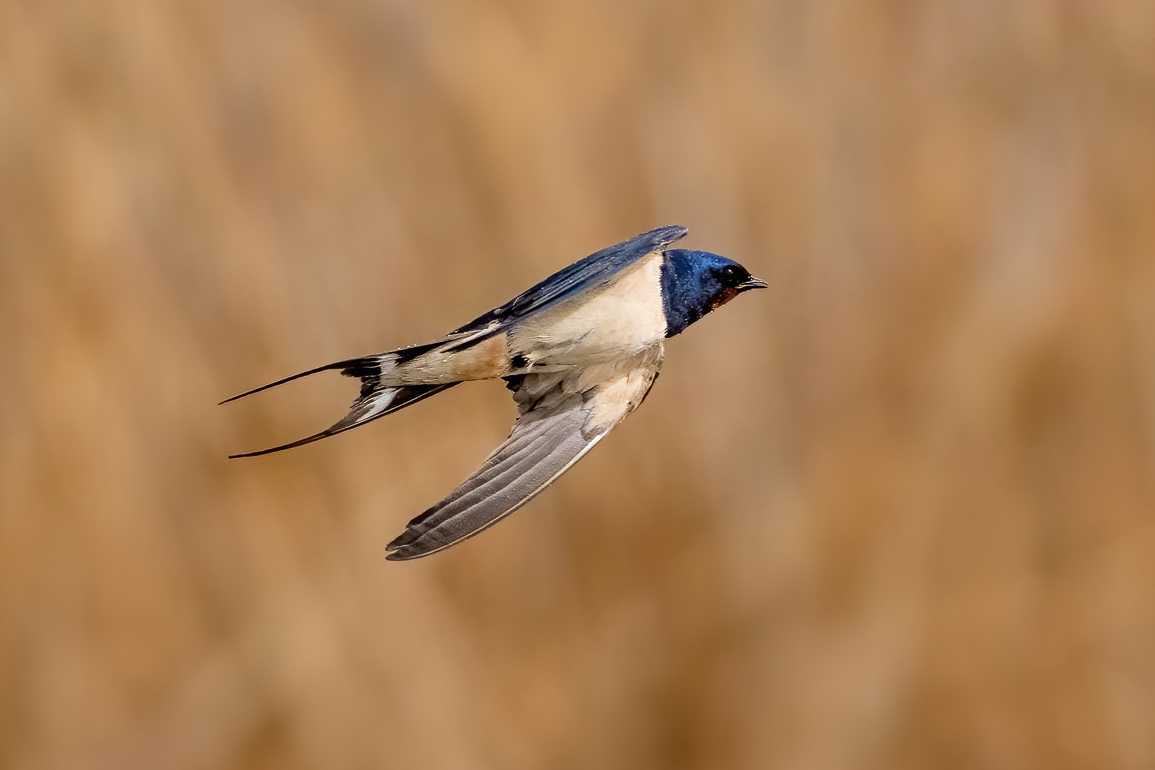 Rondine comune (Hirundo rustica)