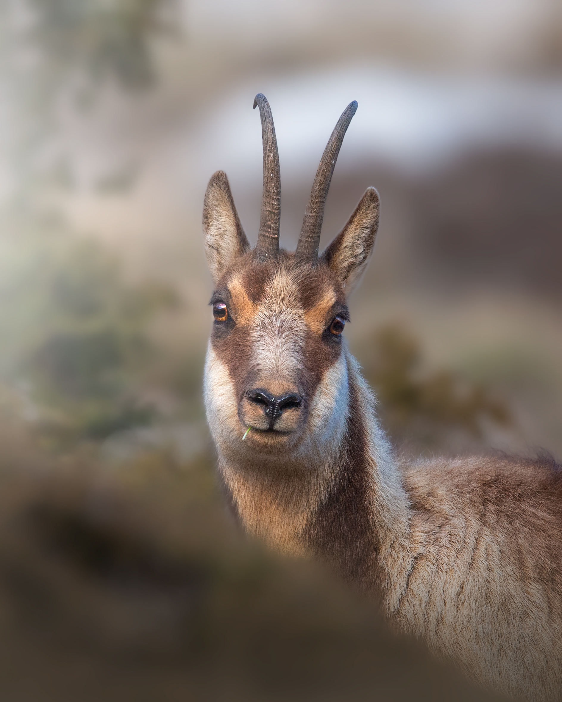 ritratto di camoscio