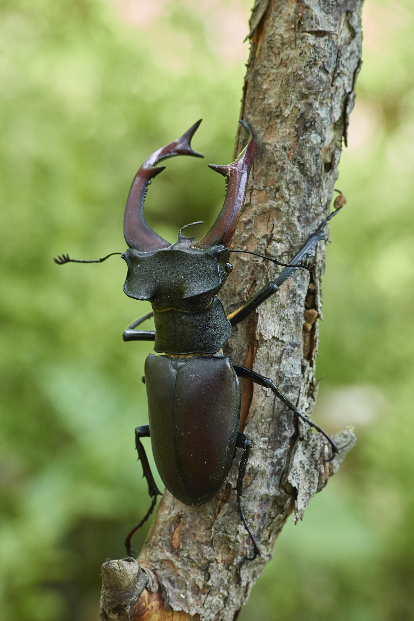Lucanus cervus - maschio