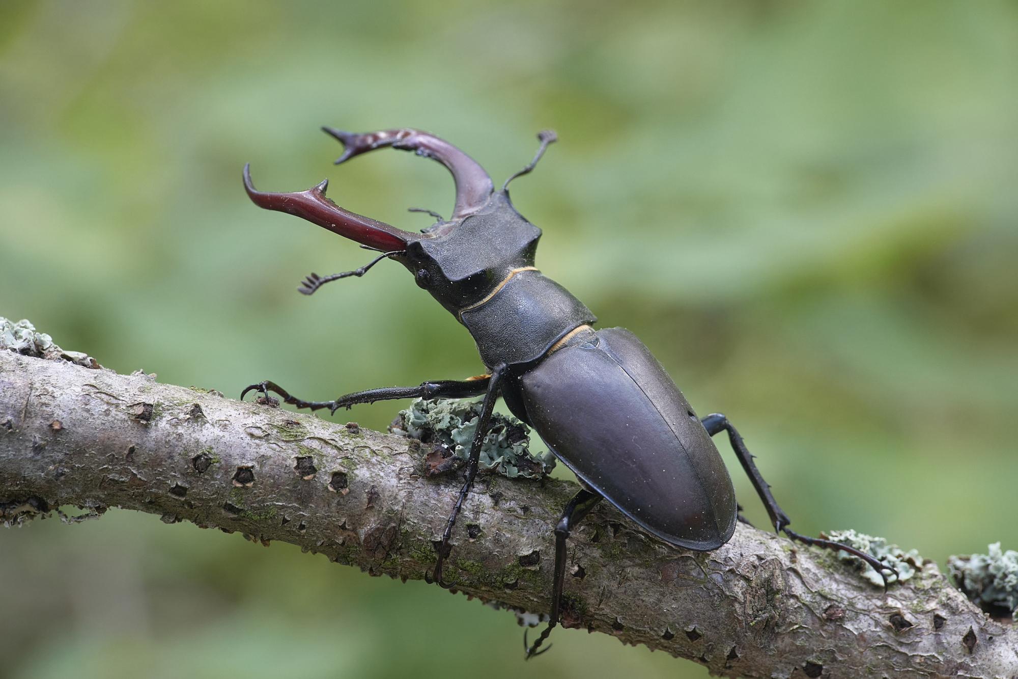 Lucanus cervus - maschio