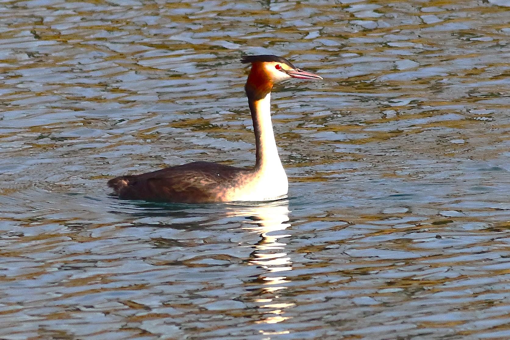 Grebe 30 January 2024 - 6416