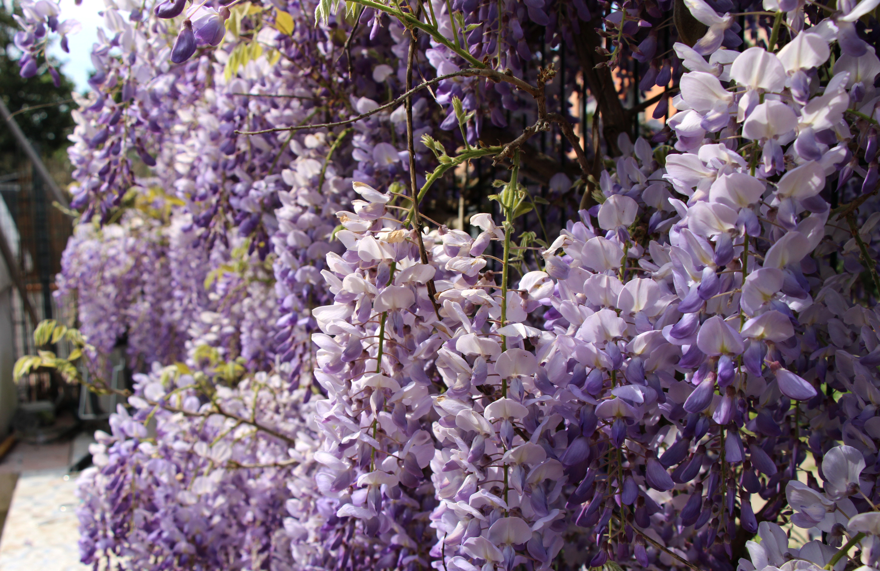 Wisteria in bloom