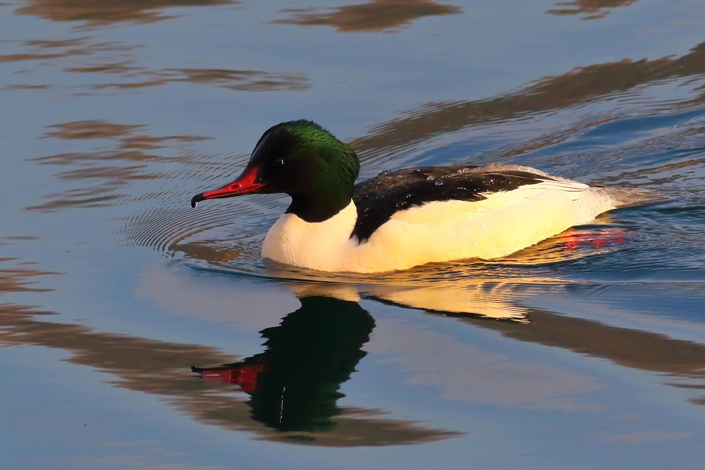 Merganser M 30 January 2024 - 6422