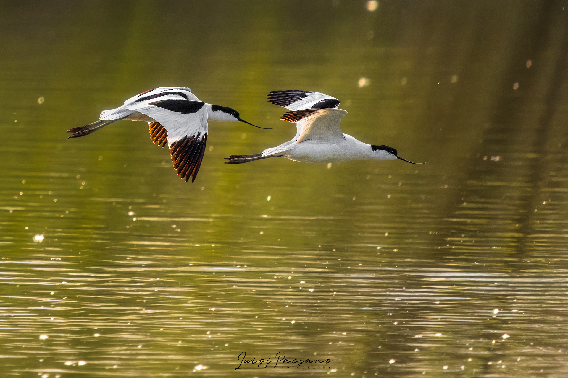 Pair of Common Avocet