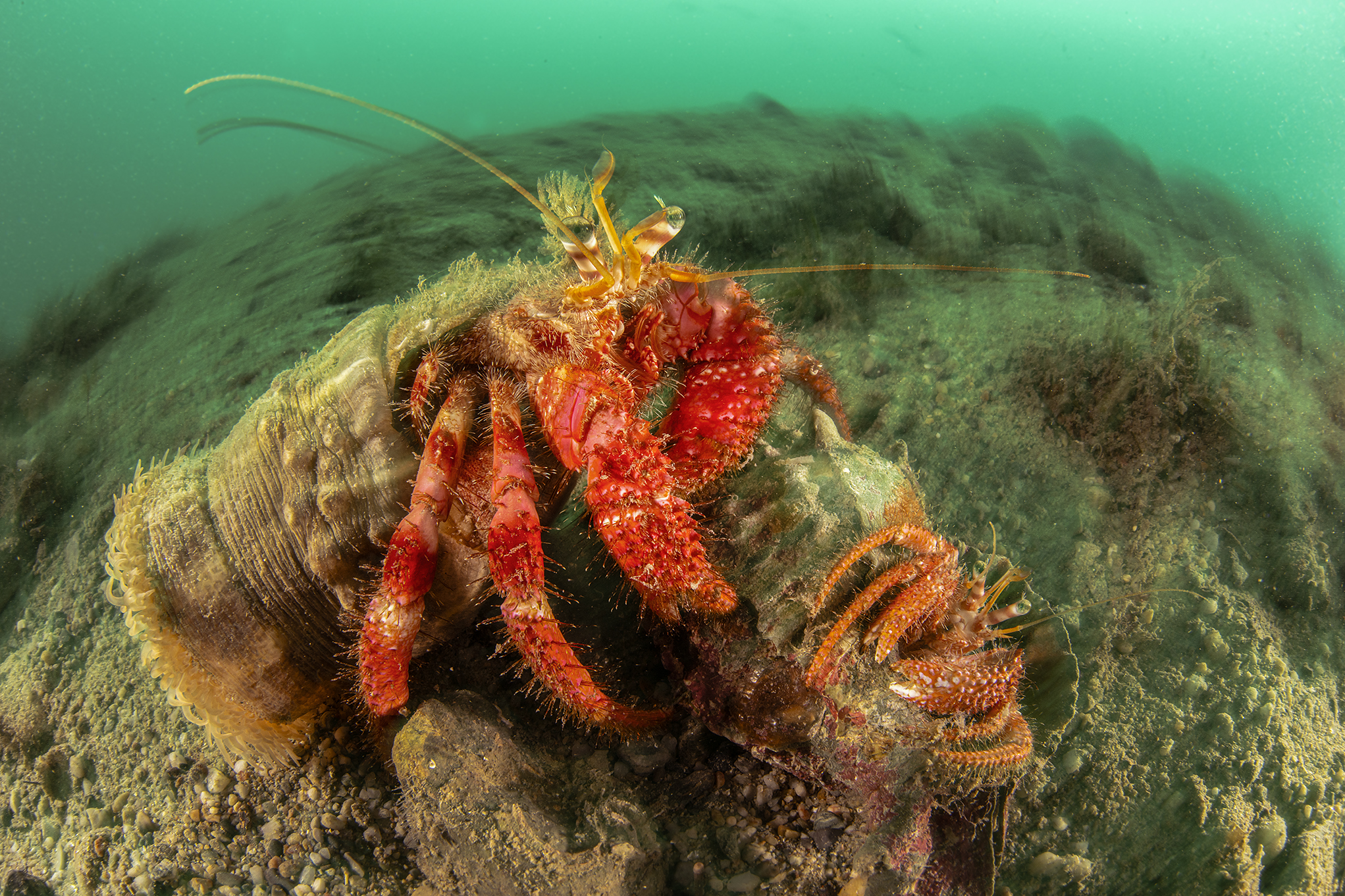 Una splendida coppia