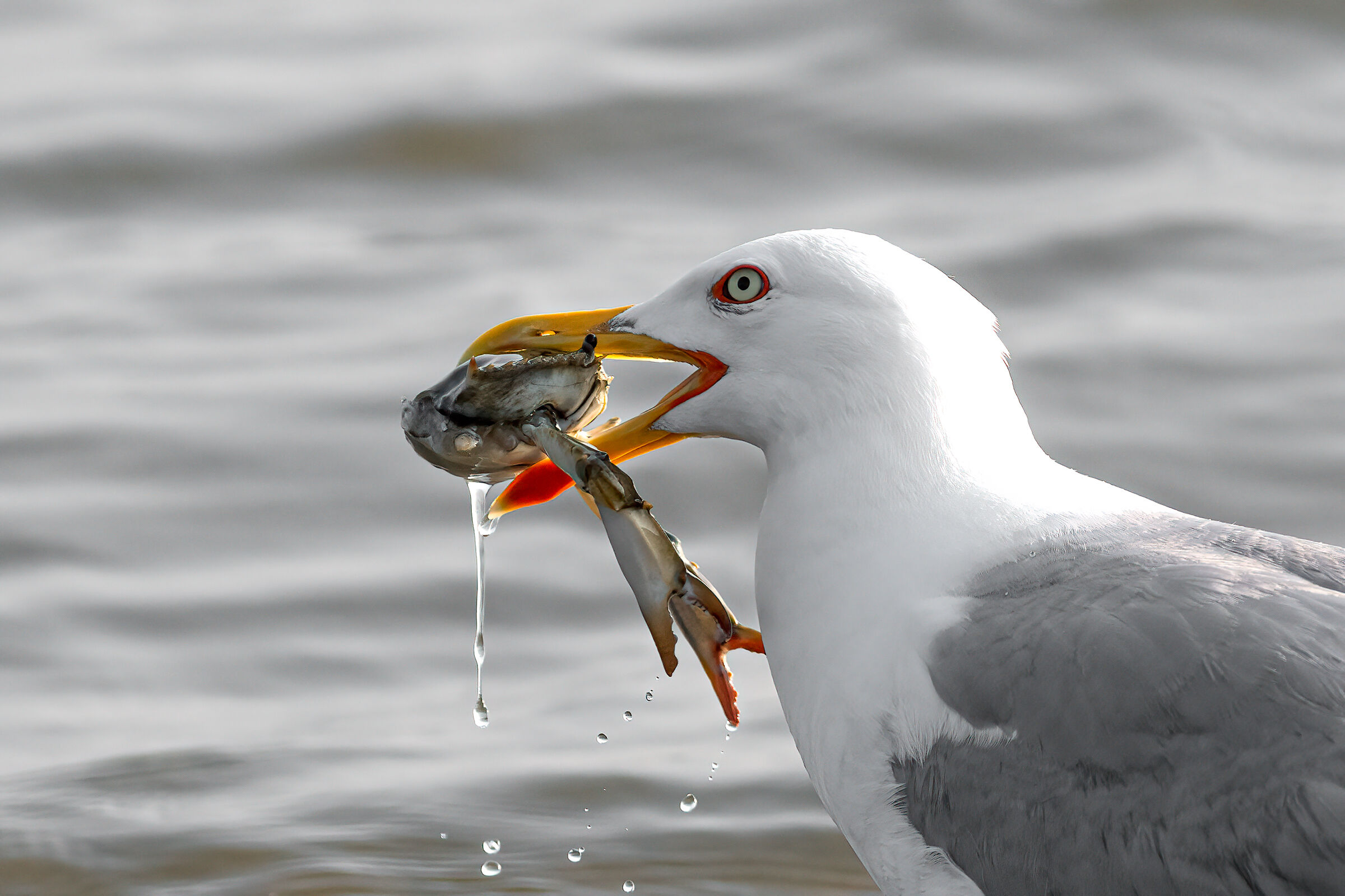 La colazione del gabbiano
